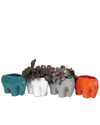 Four Chive Elephant glazed ceramic elephant shaped planters in four colors styled with plants.