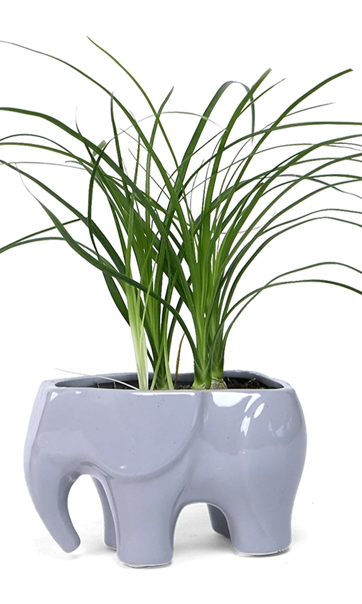 Chive Elephant Grey color glazed ceramic elephant shaped planter styled with a plant.