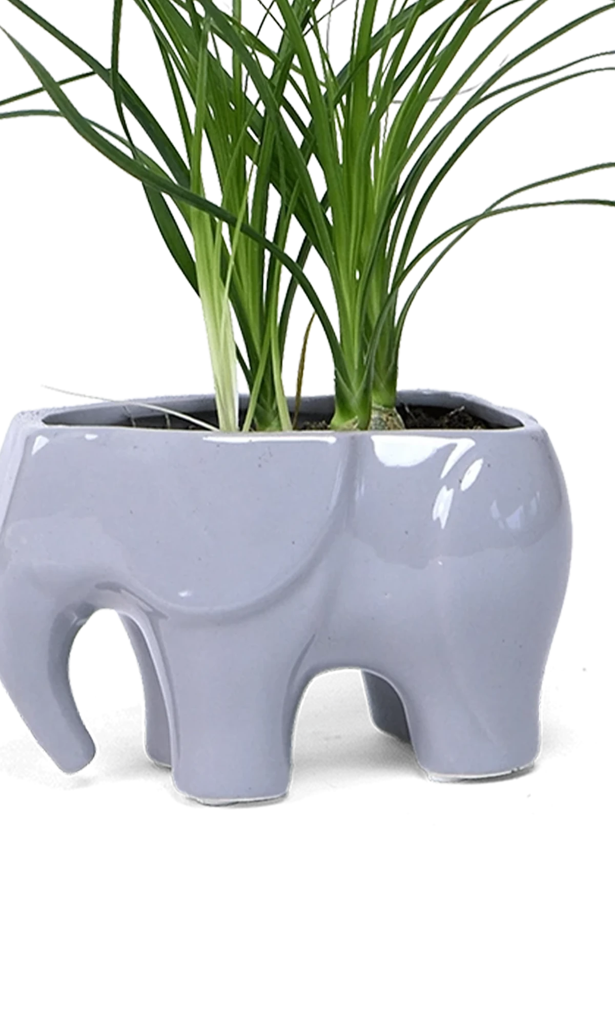 Chive Elephant Grey color glazed ceramic elephant shaped planter styled with a plant.