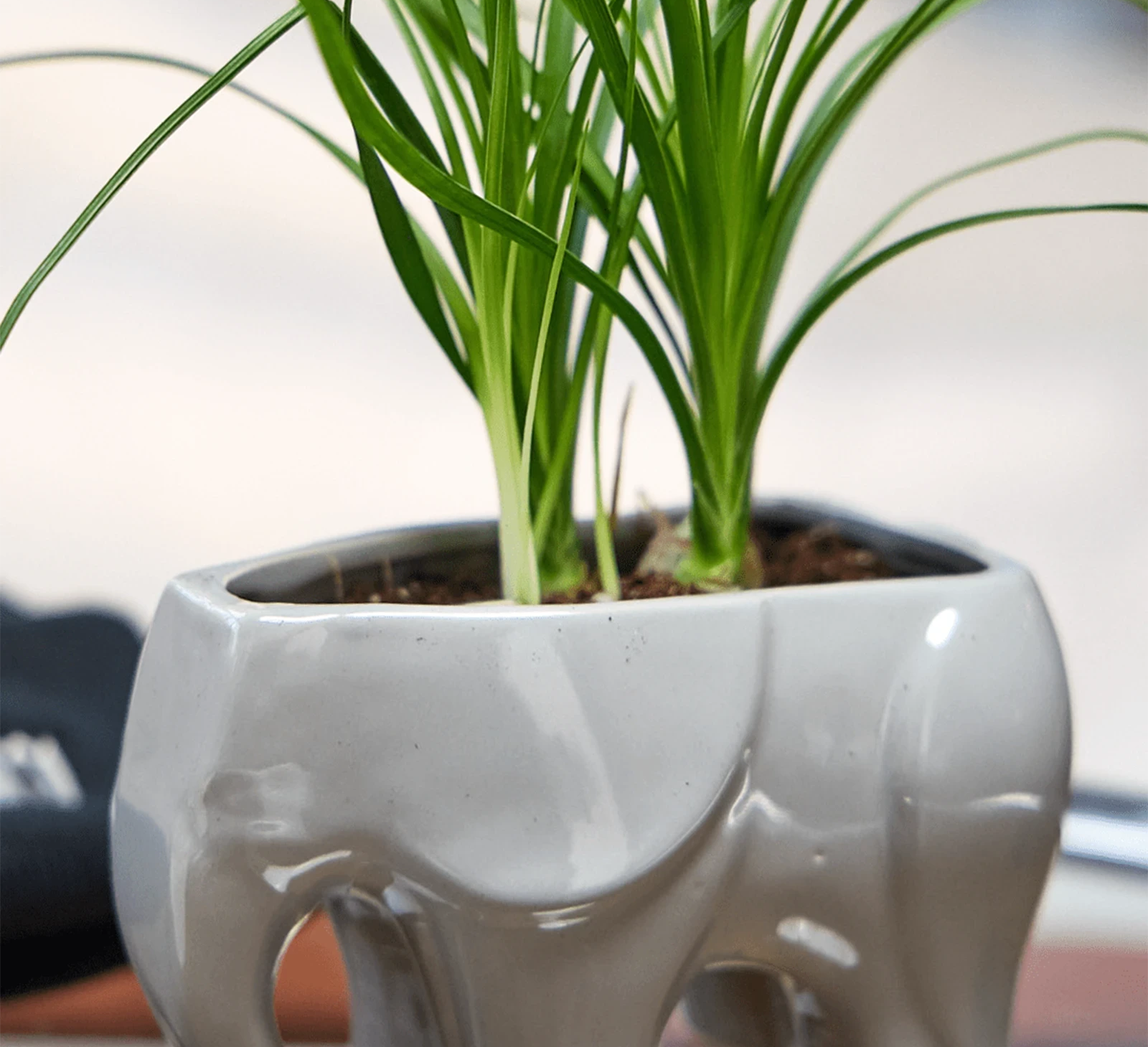 Chive Elephant Grey ceramic elephant shaped planter styled with a plant on a glass table in a bright room.