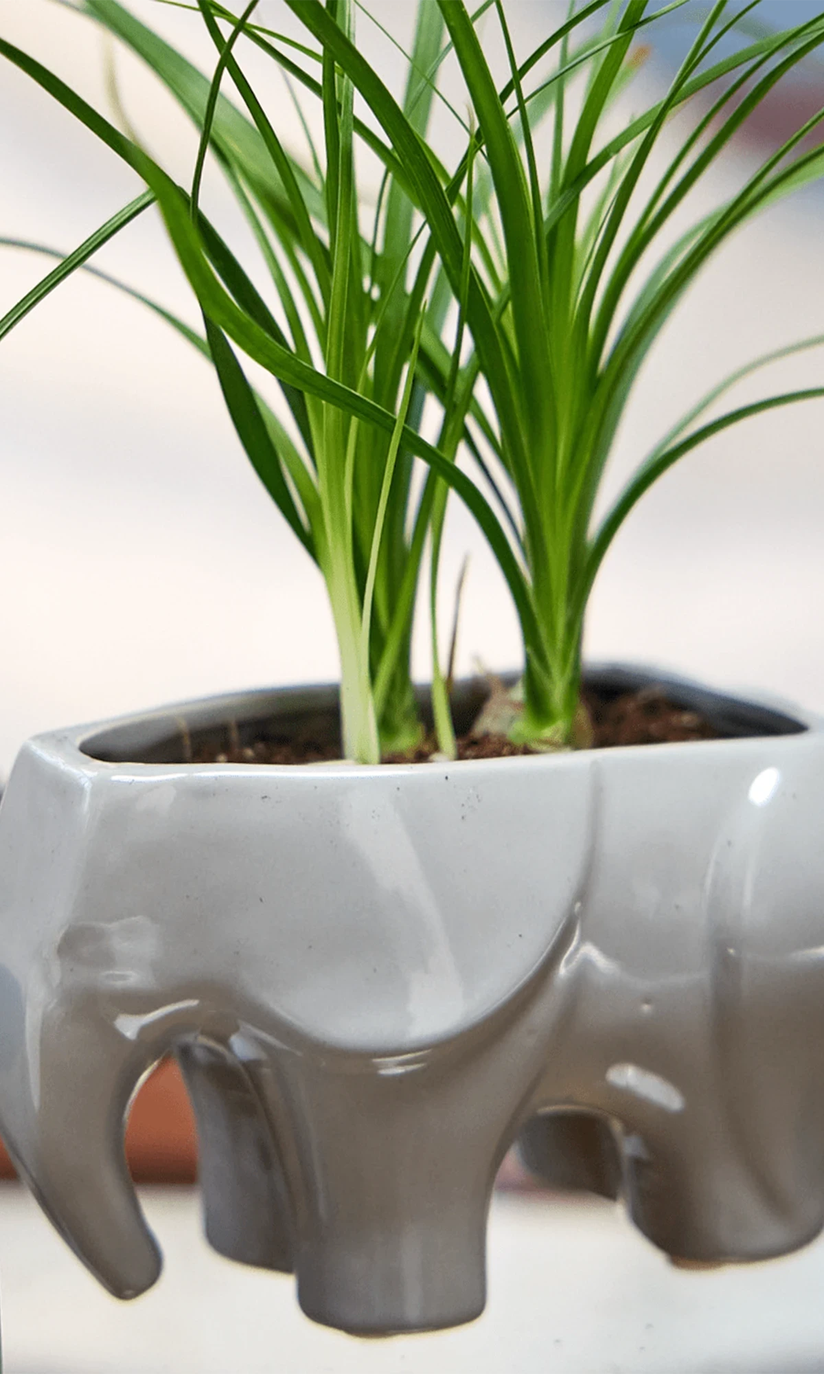 Chive Elephant Grey ceramic elephant shaped planter styled with a plant on a glass table in a bright room.