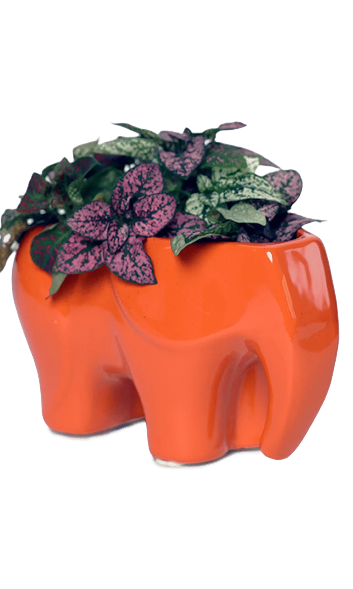 Chive Elephant Orange color glazed ceramic elephant shaped planter styled with a small plant.