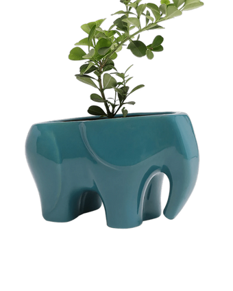 Chive Elephant Teal color glazed ceramic elephant shaped planter styled with a plant.