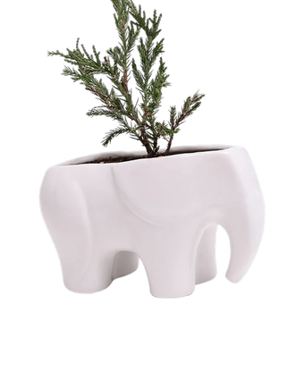 Chive Elephant White color glazed ceramic elephant shaped planter styled with a plant.