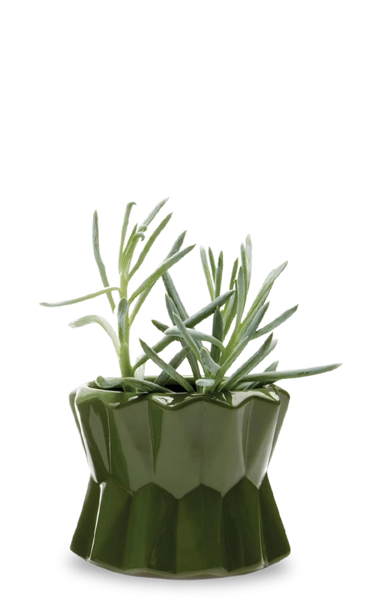 Chive Fang medium ceramic planter for succulents in color army green styled with a small plant.