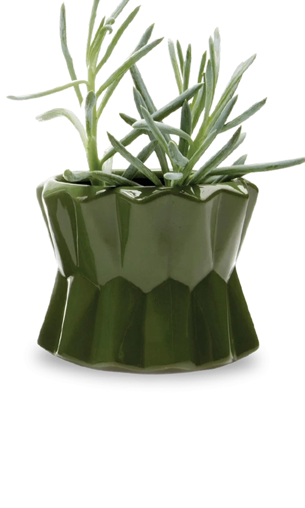 Chive Fang medium ceramic planter for succulents in color army green, with no drainage.
