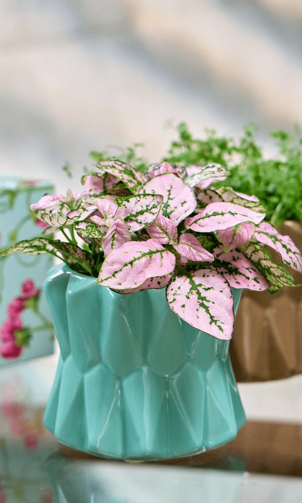 Chive Fang small ceramic planters for succulents in color mint styled with small plants.