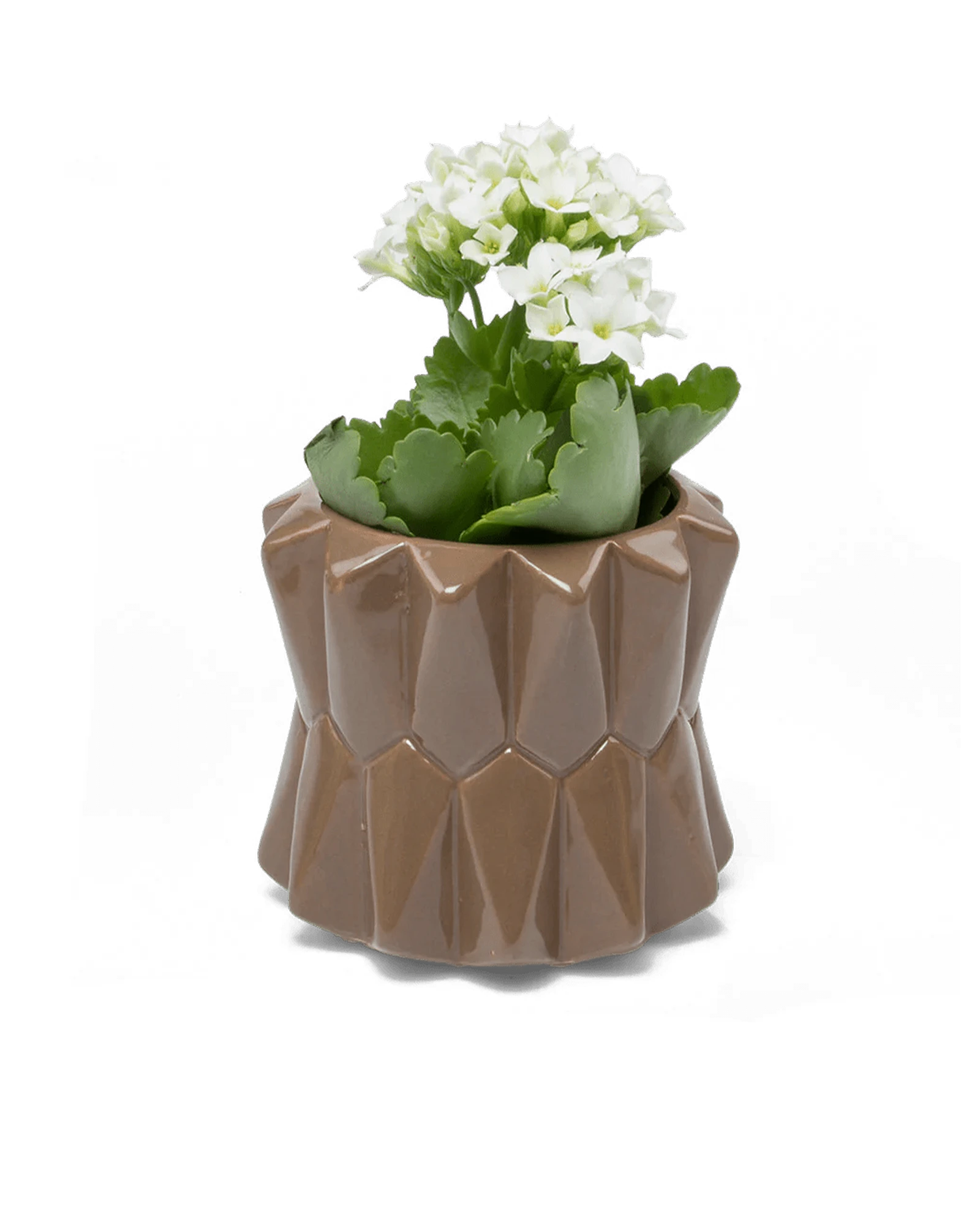 Chive Fang small ceramic planter for succulents in mocha color styled with a small plant.