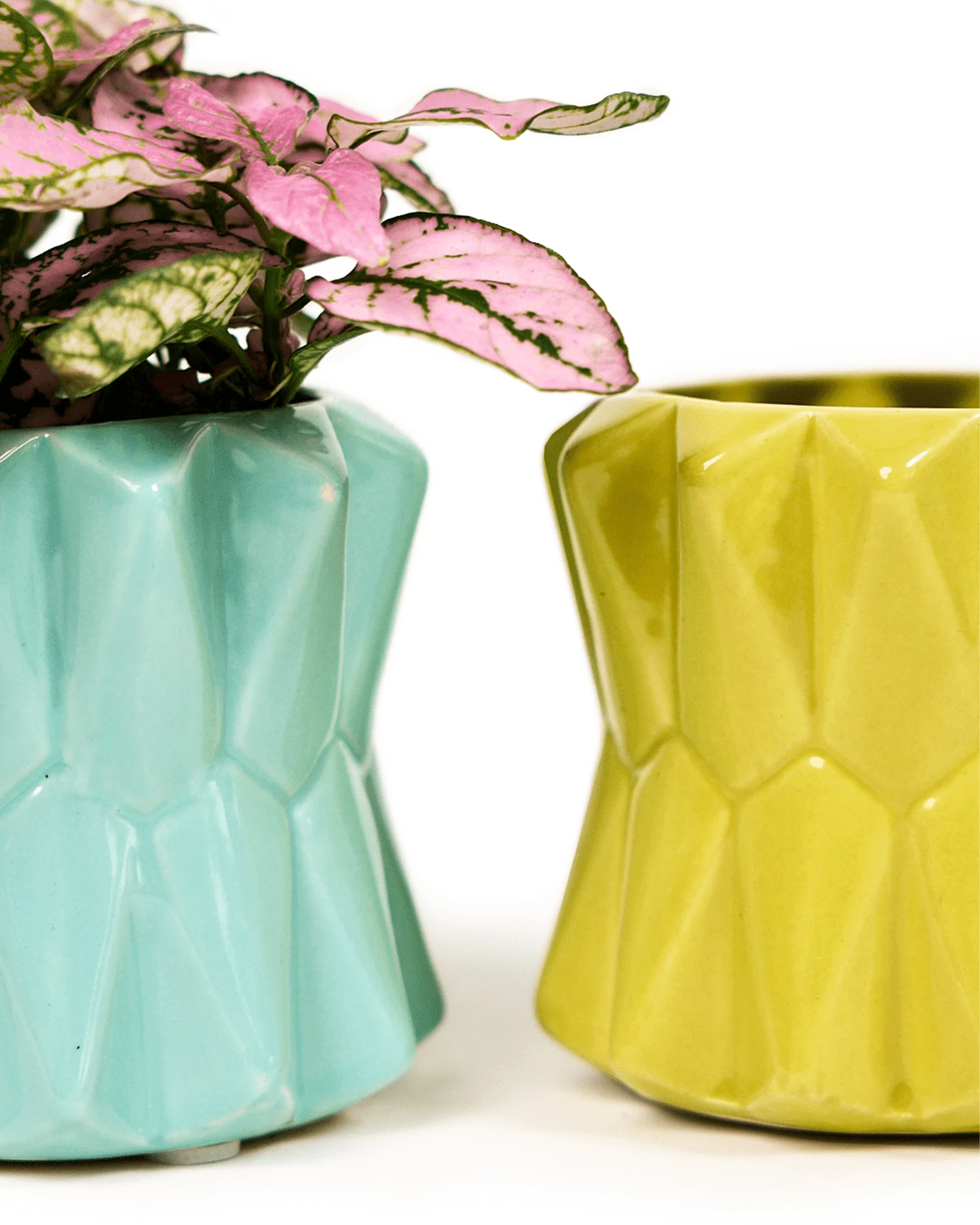 Two Chive Fang small ceramic planters for succulents in blue and yellow styled with small plants.