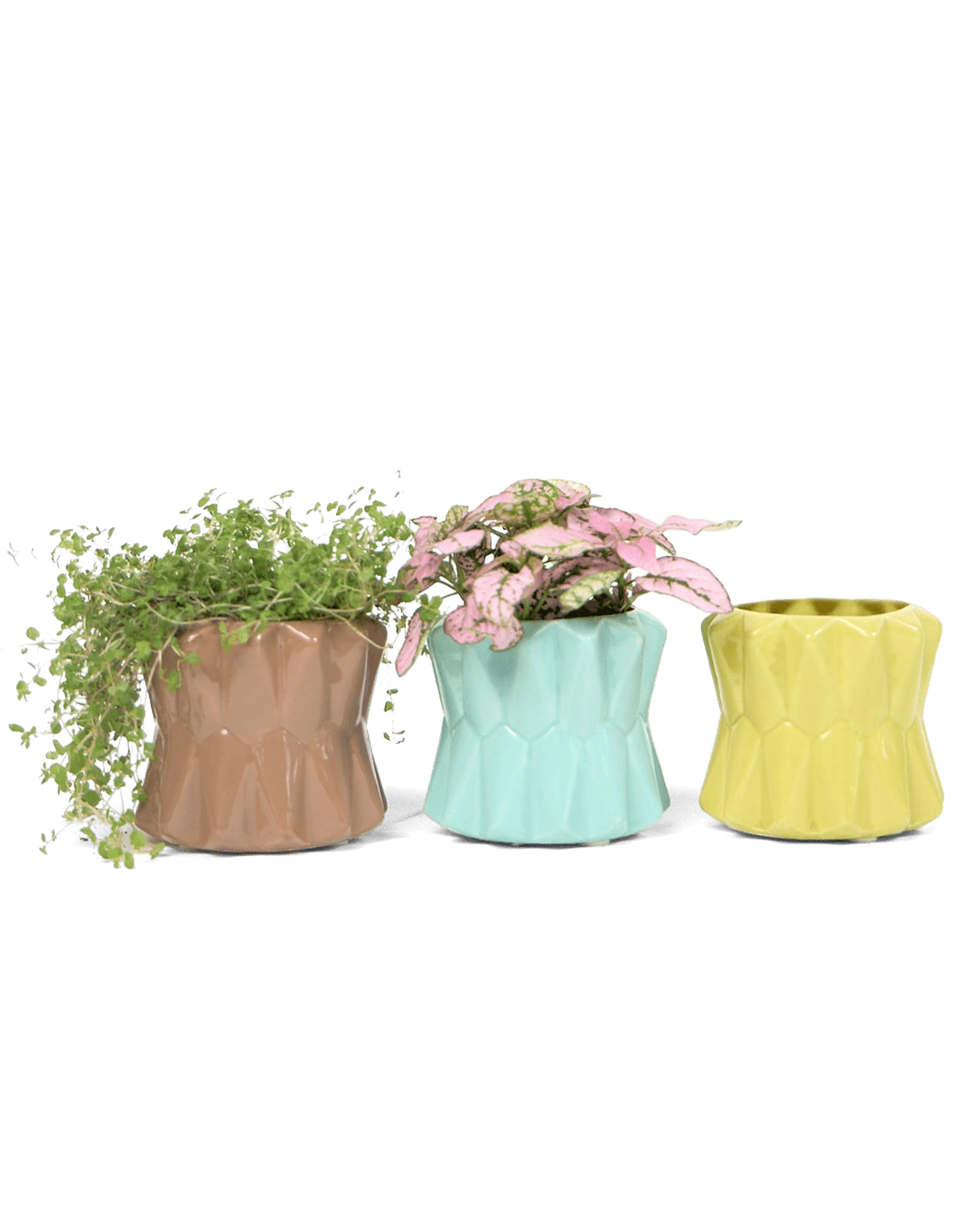 Three Chive Fang small ceramic planters for succulents styled with small plants.