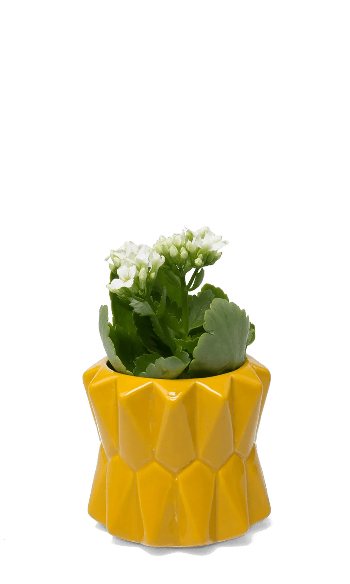 Chive Fang small ceramic planter for succulents in sunflower yellow styled with a small plant.