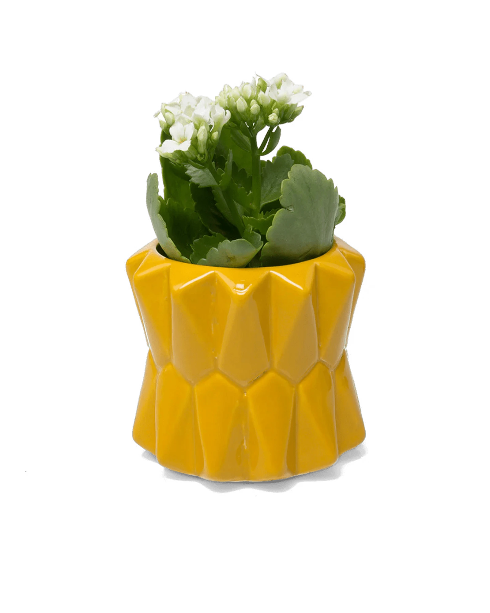 Chive Fang small ceramic planter for succulents in sunflower yellow styled with a small plant.