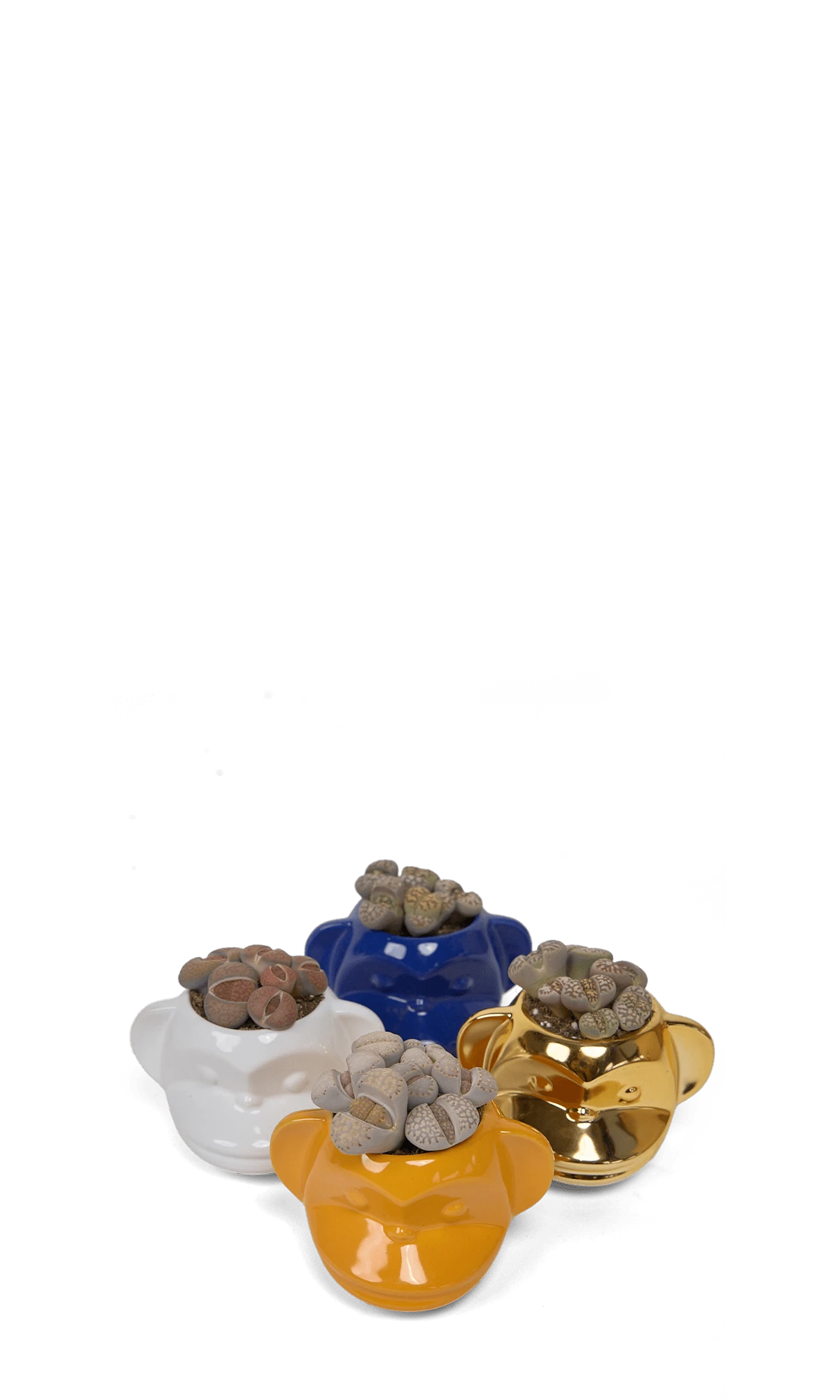 Four Chive Funky Monkey glazed ceramic monkey shaped planters styled with succulents.