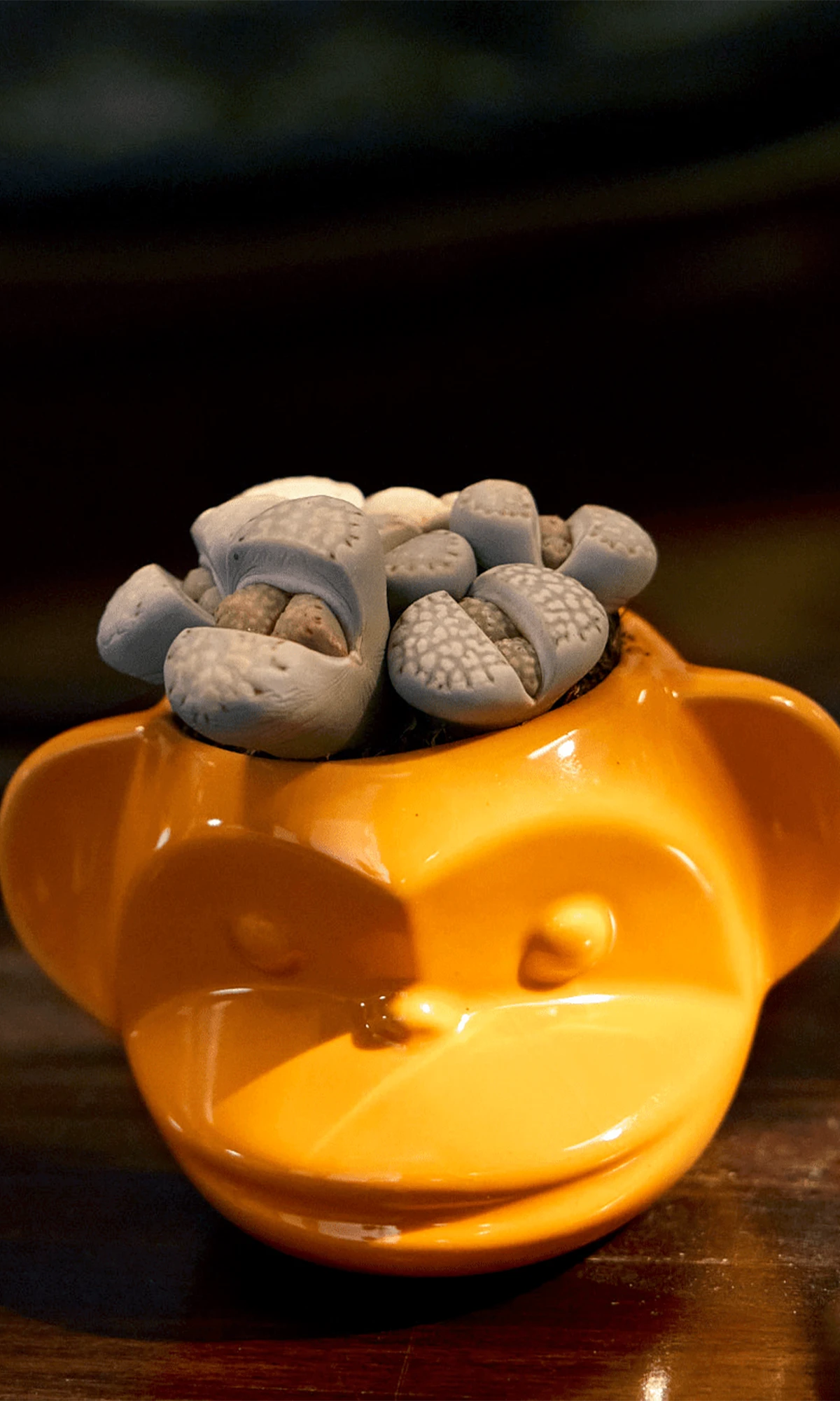 Chive Funky Monkey Orange color glazed ceramic monkey shaped planter styled with a succulent on a wood table.