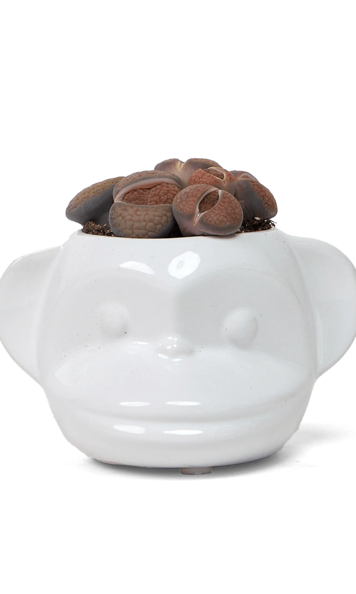Chive Funky Monkey White glazed ceramic monkey shaped planter styled with a succulent.