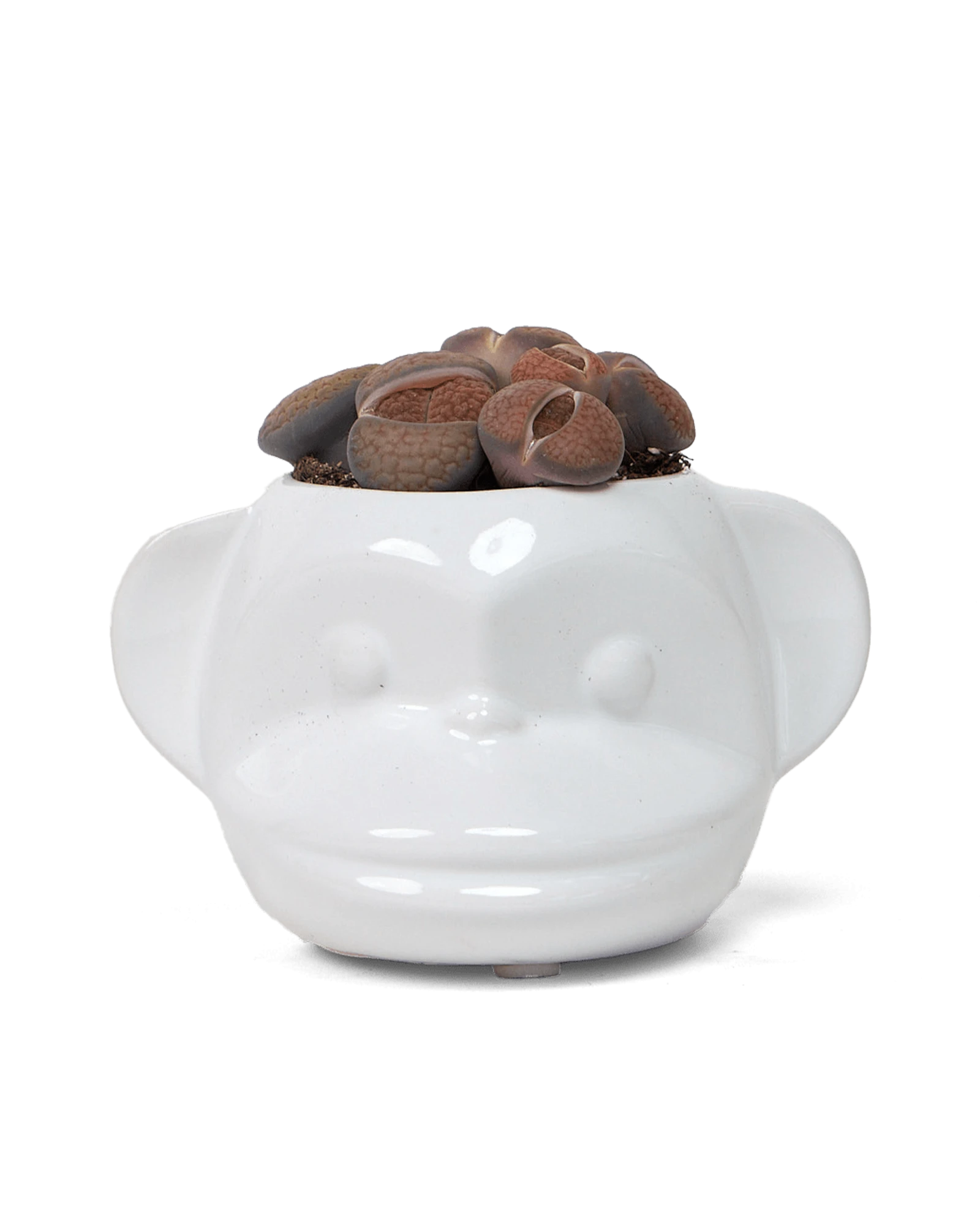 Chive Funky Monkey White glazed ceramic monkey shaped planter styled with a succulent.