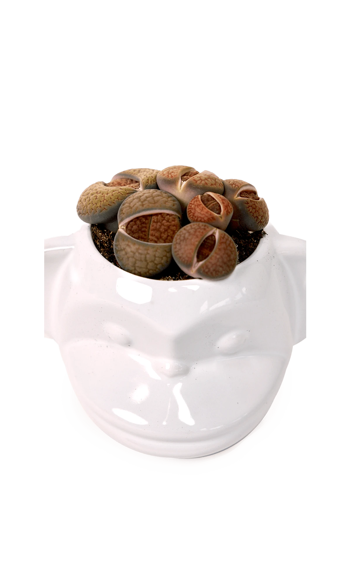 Top view of Chive Funky Monkey White glazed ceramic monkey shaped planter styled with a succulent.