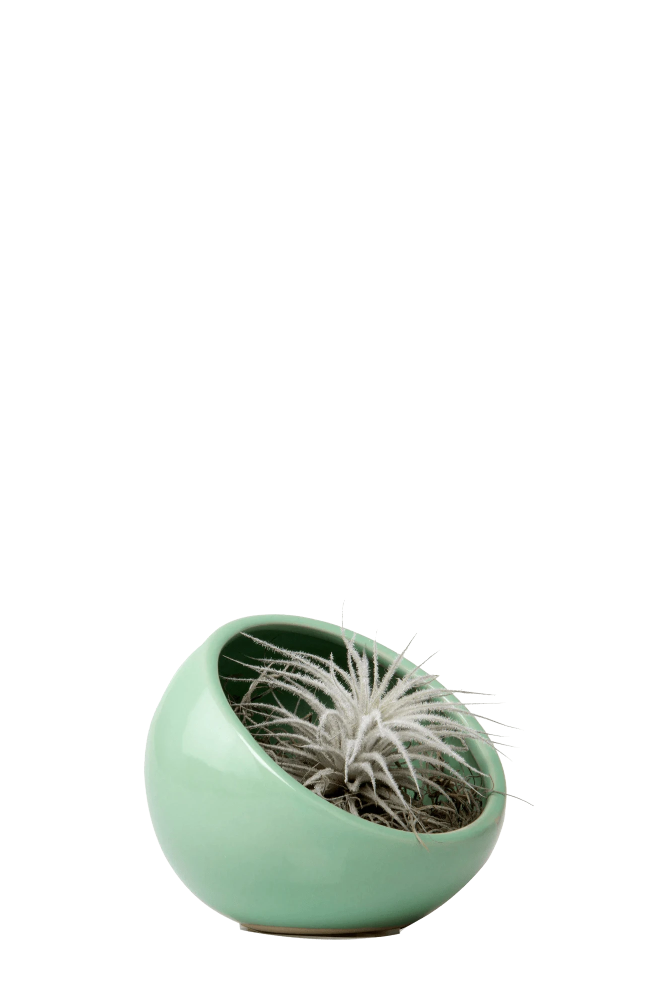 Chive Half Moon green Ceramic Terrarium Bowl with no drainage styled with a small plant.