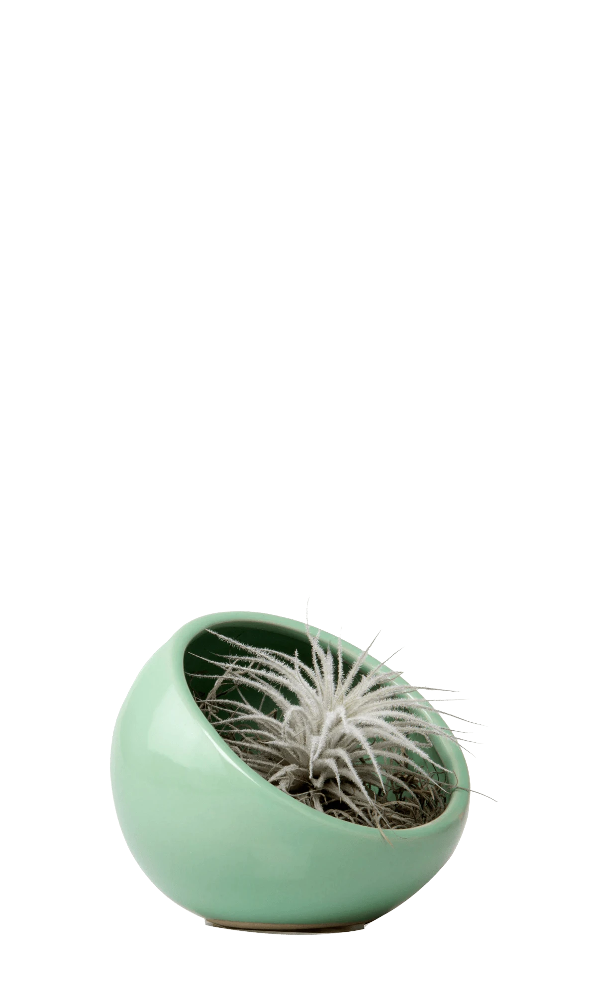Chive Half Moon green Ceramic Terrarium Bowl with no drainage styled with a small plant.