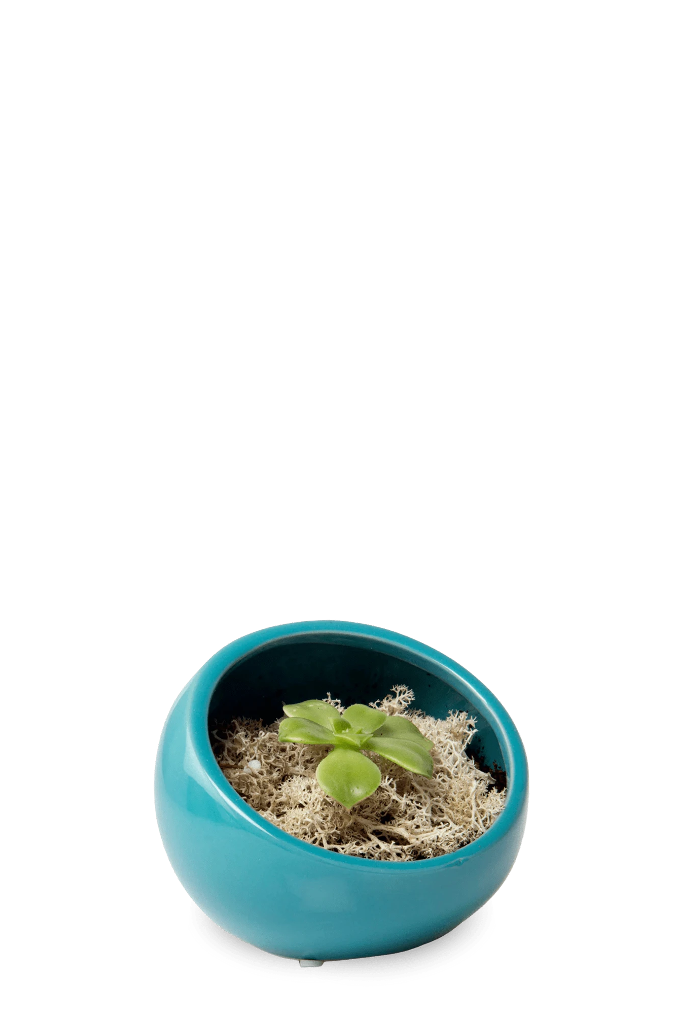 Chive Half Moon teal Ceramic Terrarium Bowl with no drainage styled with a succulent.