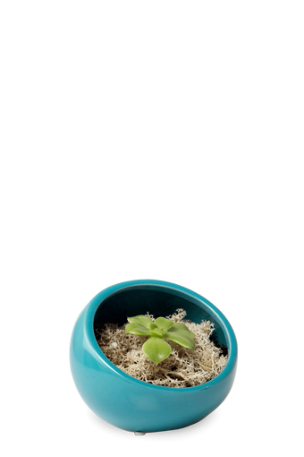 Chive Half Moon teal Ceramic Terrarium Bowl with no drainage styled with a succulent.