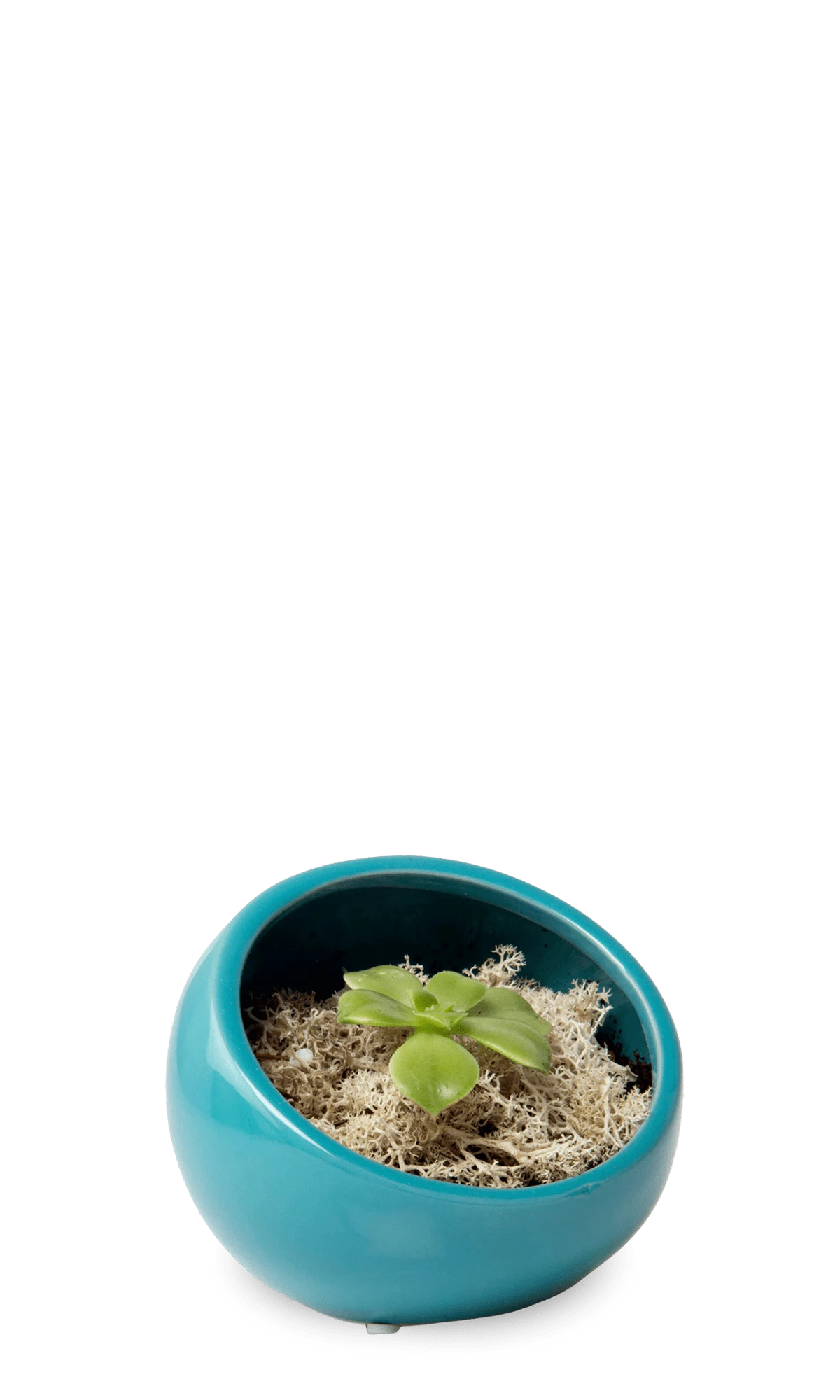 Chive Half Moon teal Ceramic Terrarium Bowl with no drainage styled with a succulent.