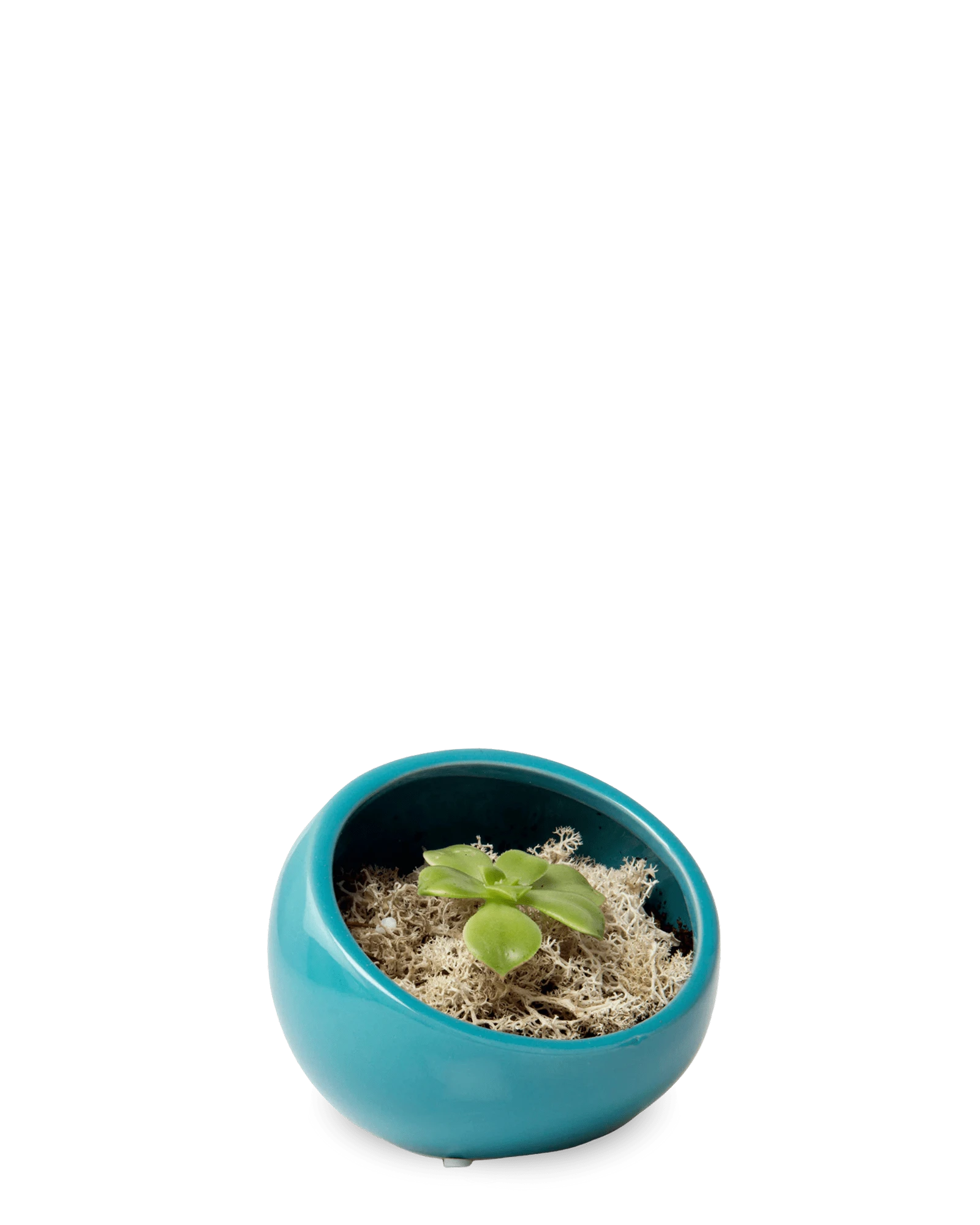 Chive Half Moon teal Ceramic Terrarium Bowl with no drainage styled with a succulent.