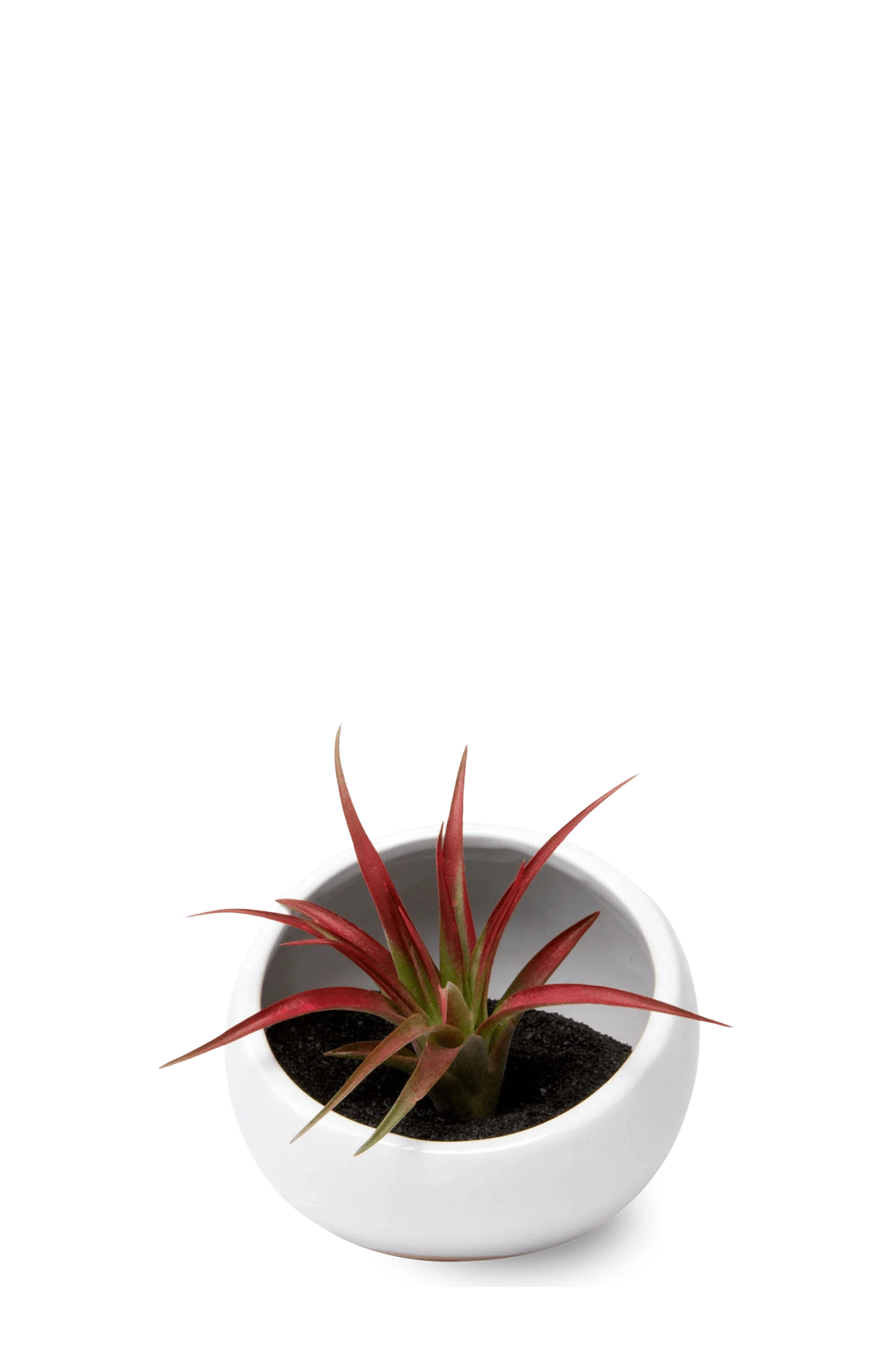Chive Half Moon white Ceramic Terrarium Bowl with no drainage styled with a small plant.