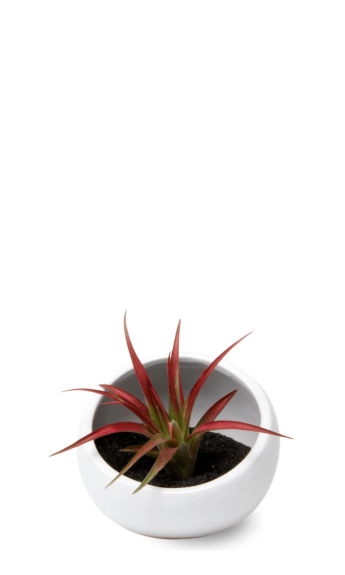 Chive Half Moon white Ceramic Terrarium Bowl with no drainage styled with a small plant.