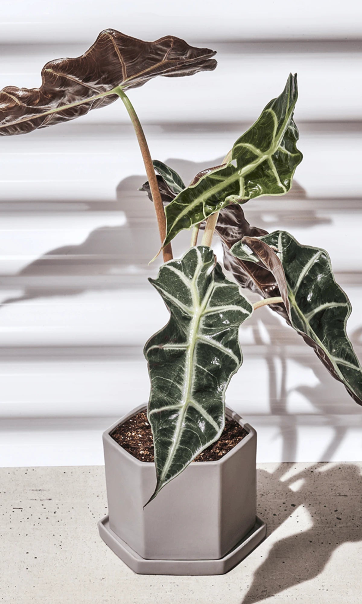 Chive Hexi light grey matte ceramic medium hexagonal planter holding an alocasia plant indoor.