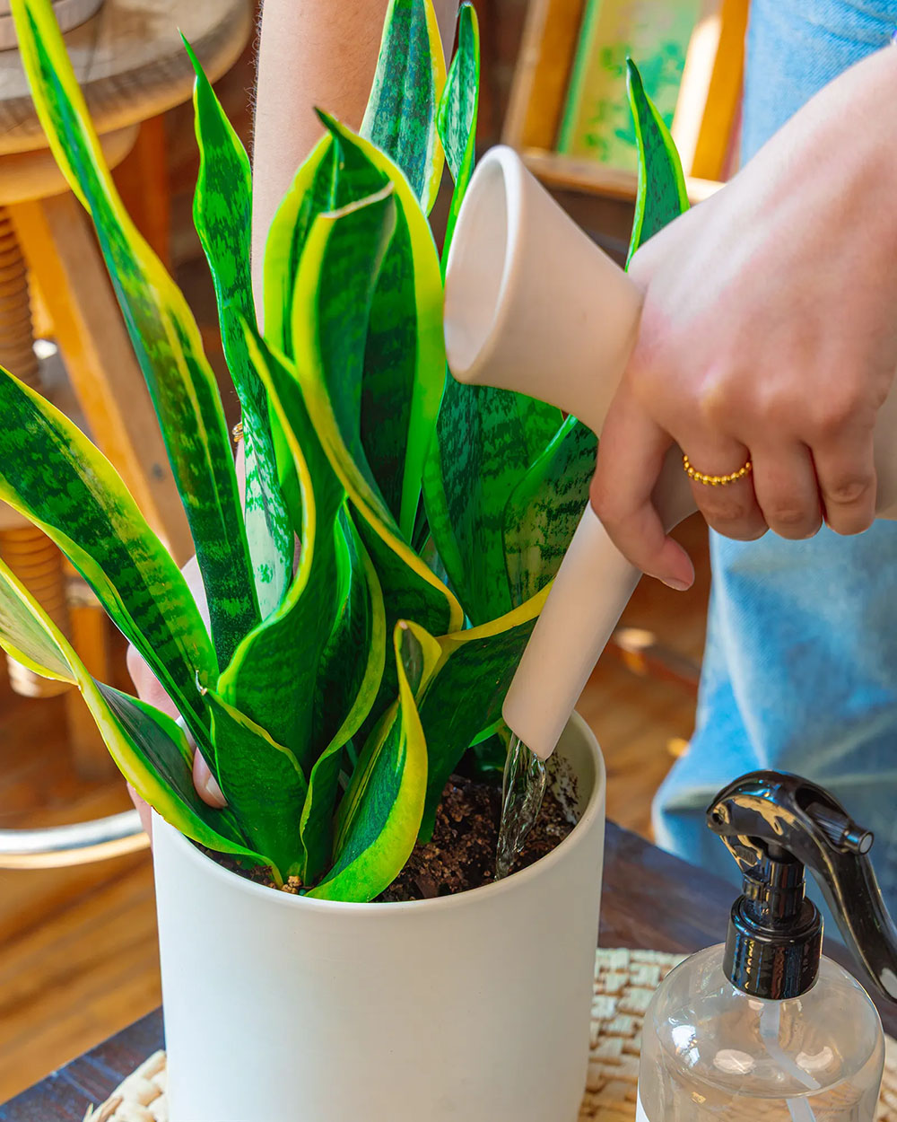 A snake plant in a white pot being watered by a person holding a Chive white ceramic Jessie watering can, with a clear spray bottle in the foreground.
