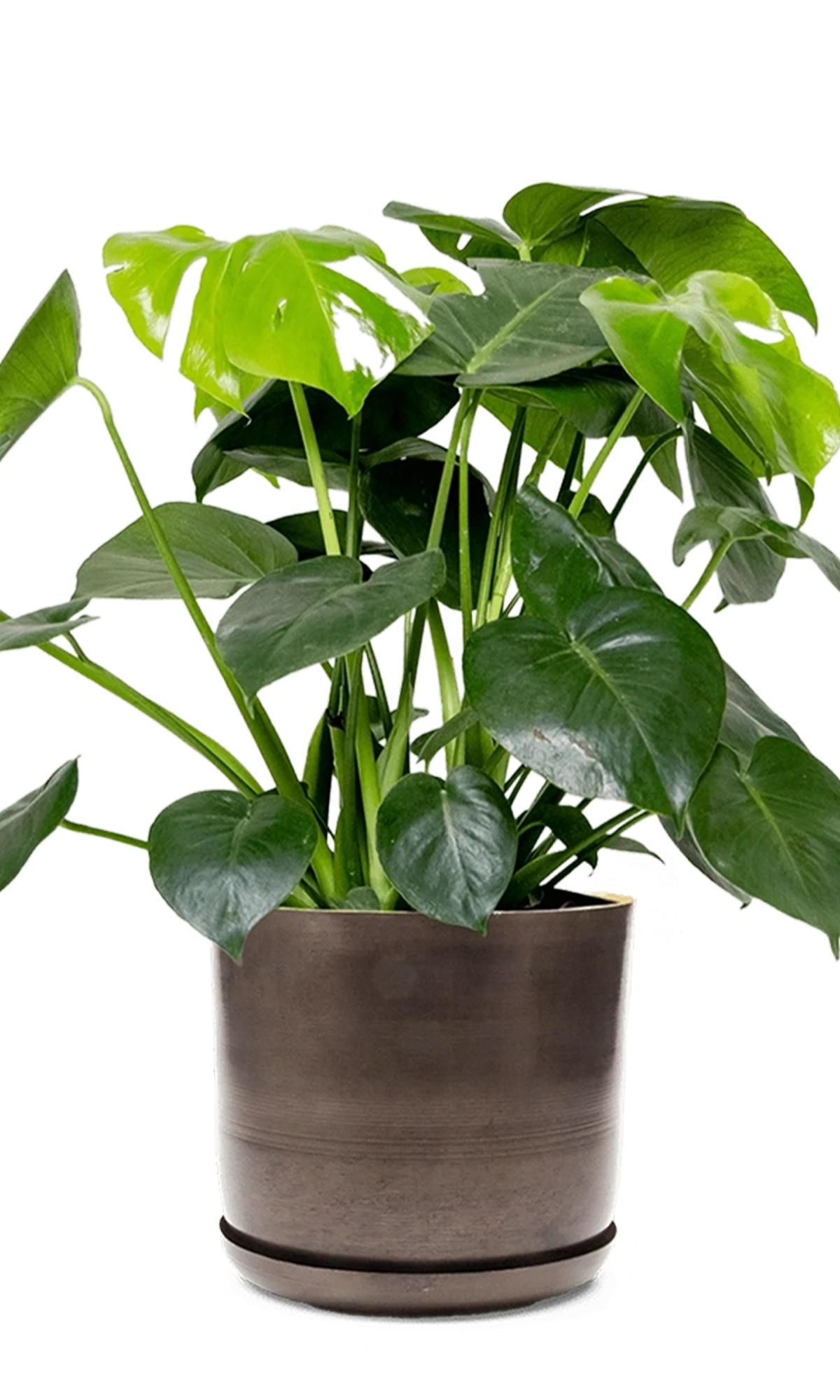 Chive Joe large bronzed brown metal pot with drainage and saucer styled with a plant.