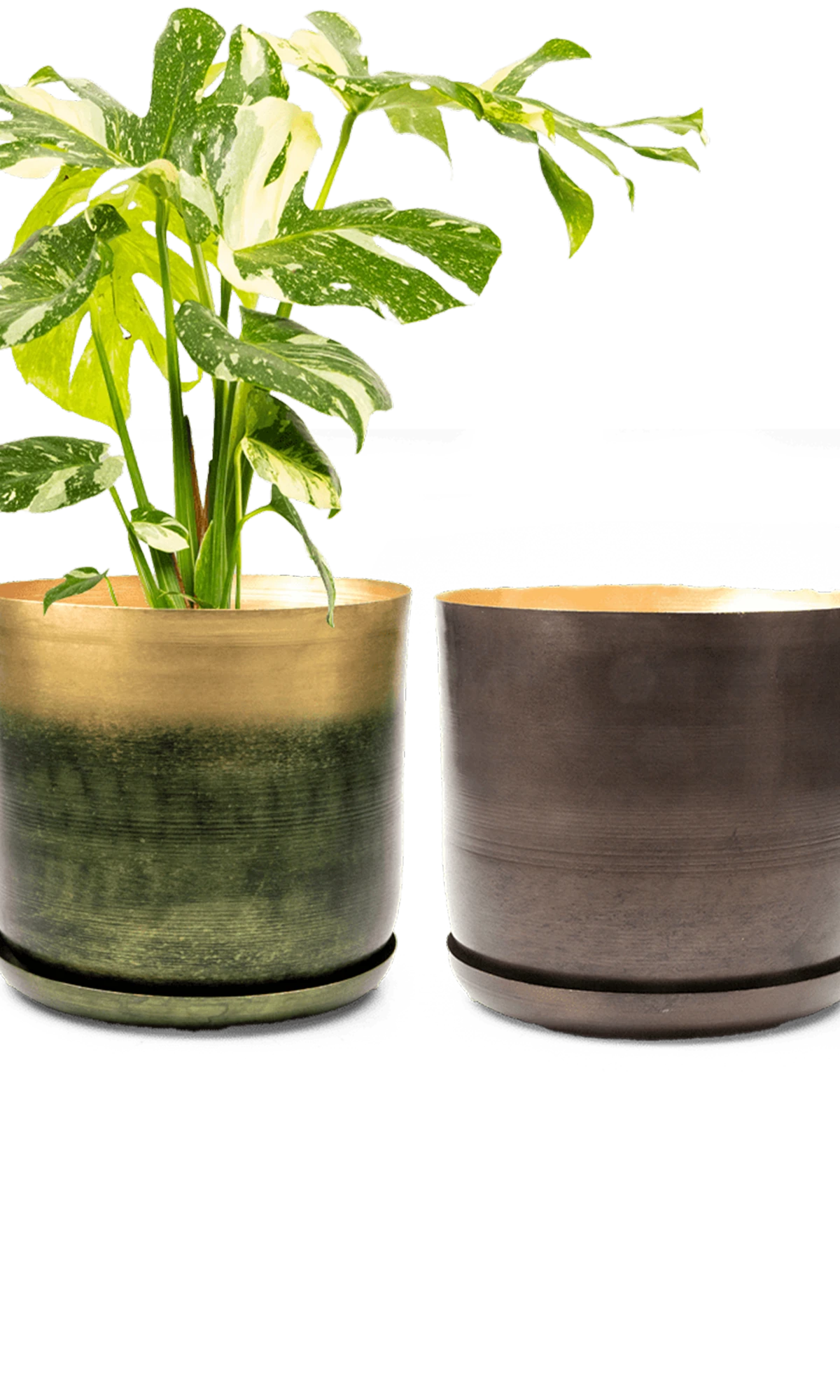 Two Chive Joe large bronzed brown metal pots with drainage and detachable saucers styled with a monstera plant.