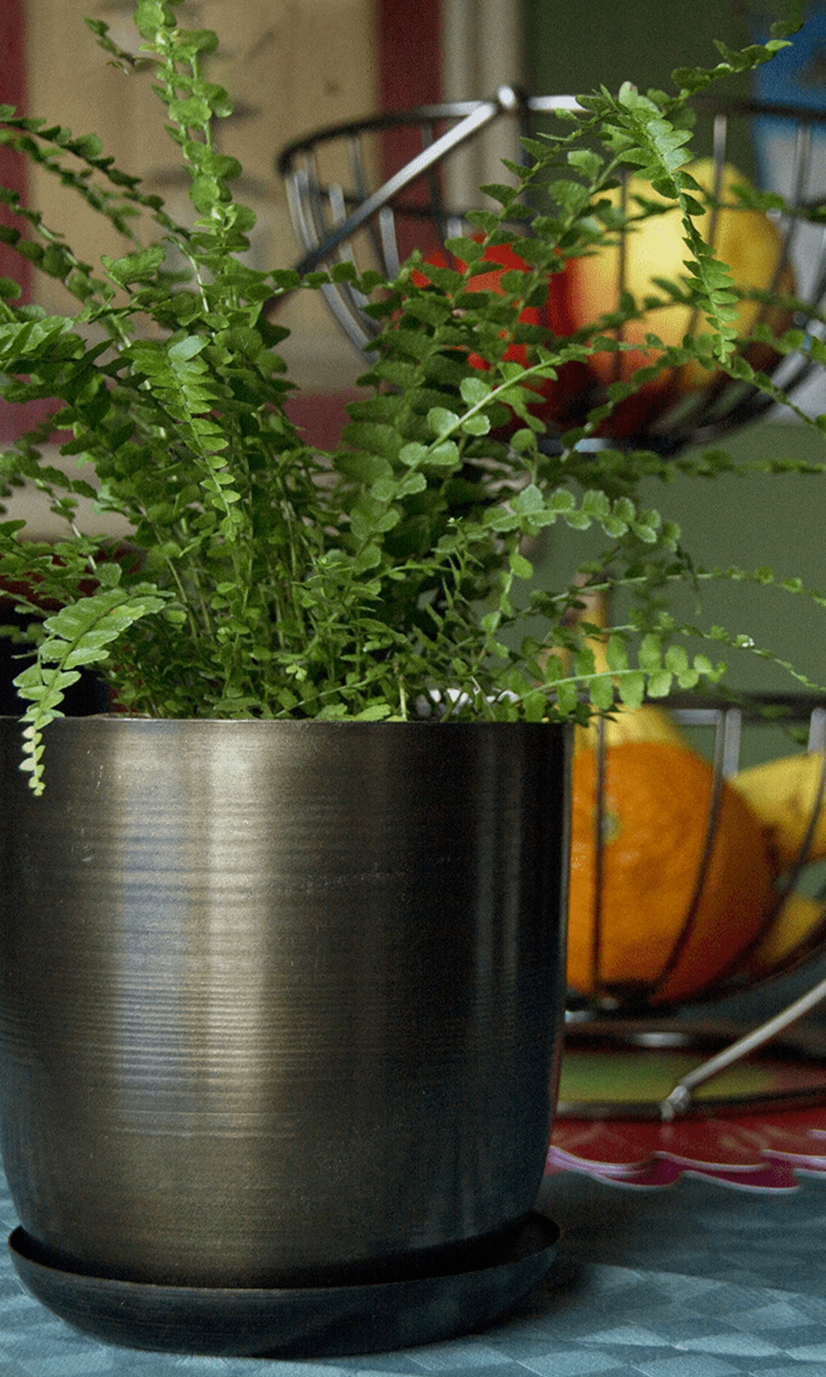 Chive Joe large bronzed brown metal pot styled with a plant on a kitchen table next to bowls of fruits.