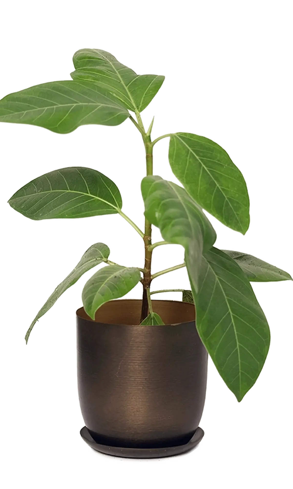 Chive Joe bronzed brown medium metal planter with brushed finish and saucer, styled with a ficus plant.