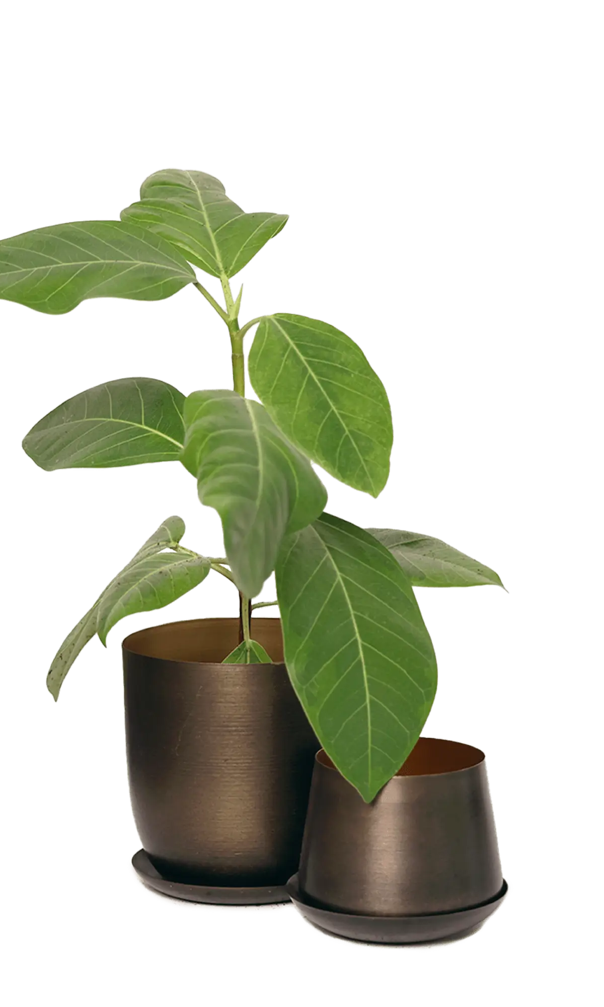 Chive Joe bronzed gold metal medium and small planters with drainage hole and detachable saucer styled with a plant.