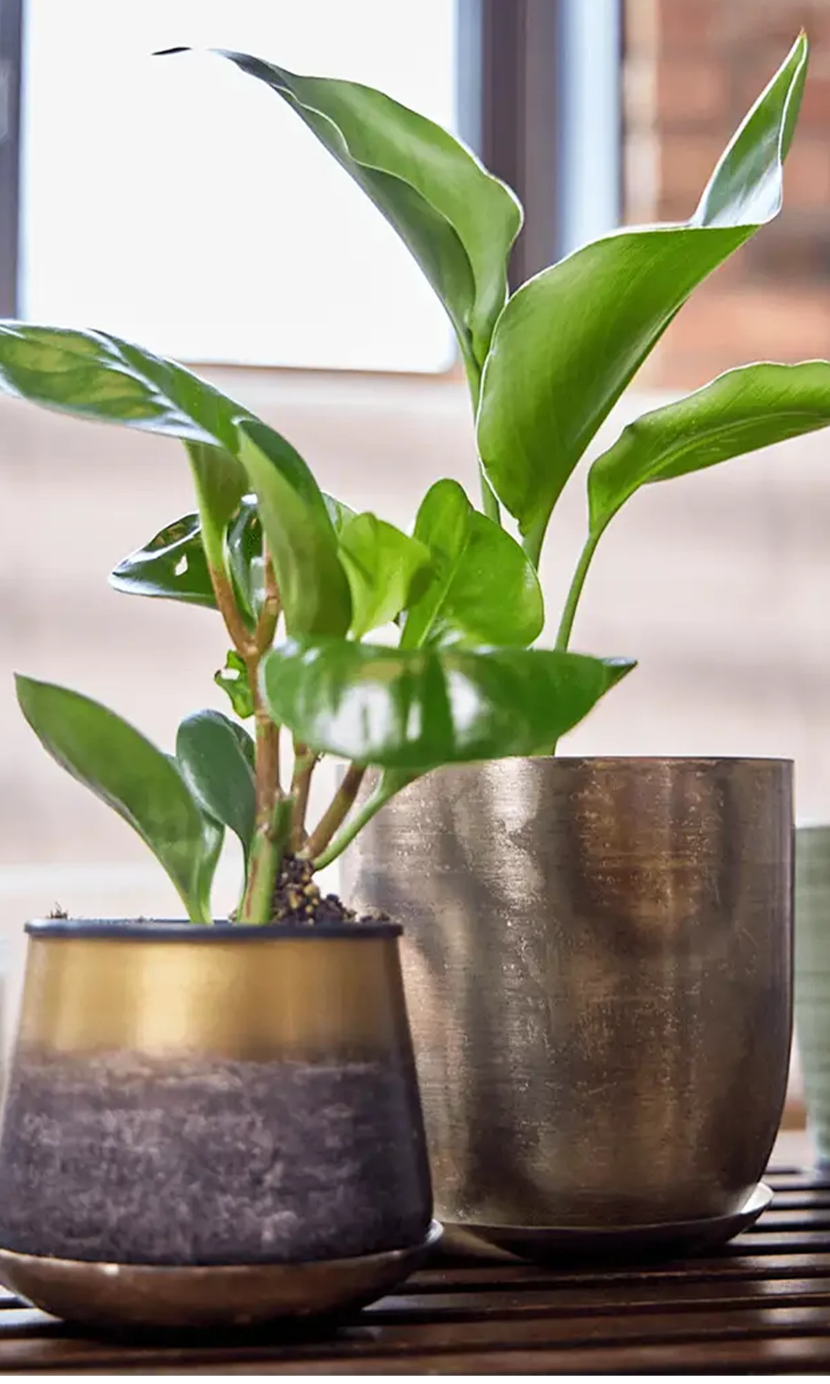 Chive Joe bronzed brown medium metal planter with drainage styled with a plant and a small Joe metal pot on a table.