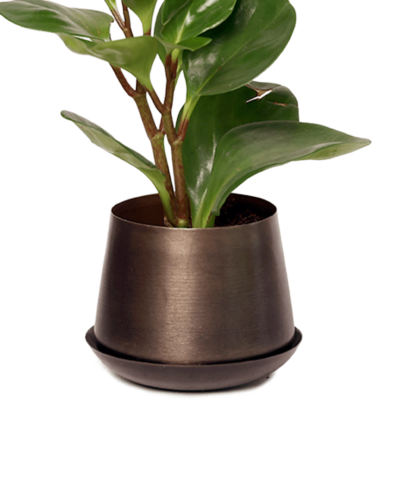 Chive Joe small bronzed brown metal plant pot with drainage and saucer styled with a plant.