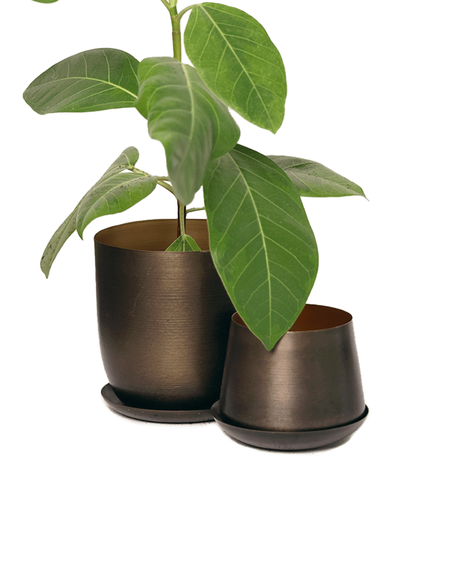 Two Chive Joe bronzed brown metal plant pots with styled with a green plant.