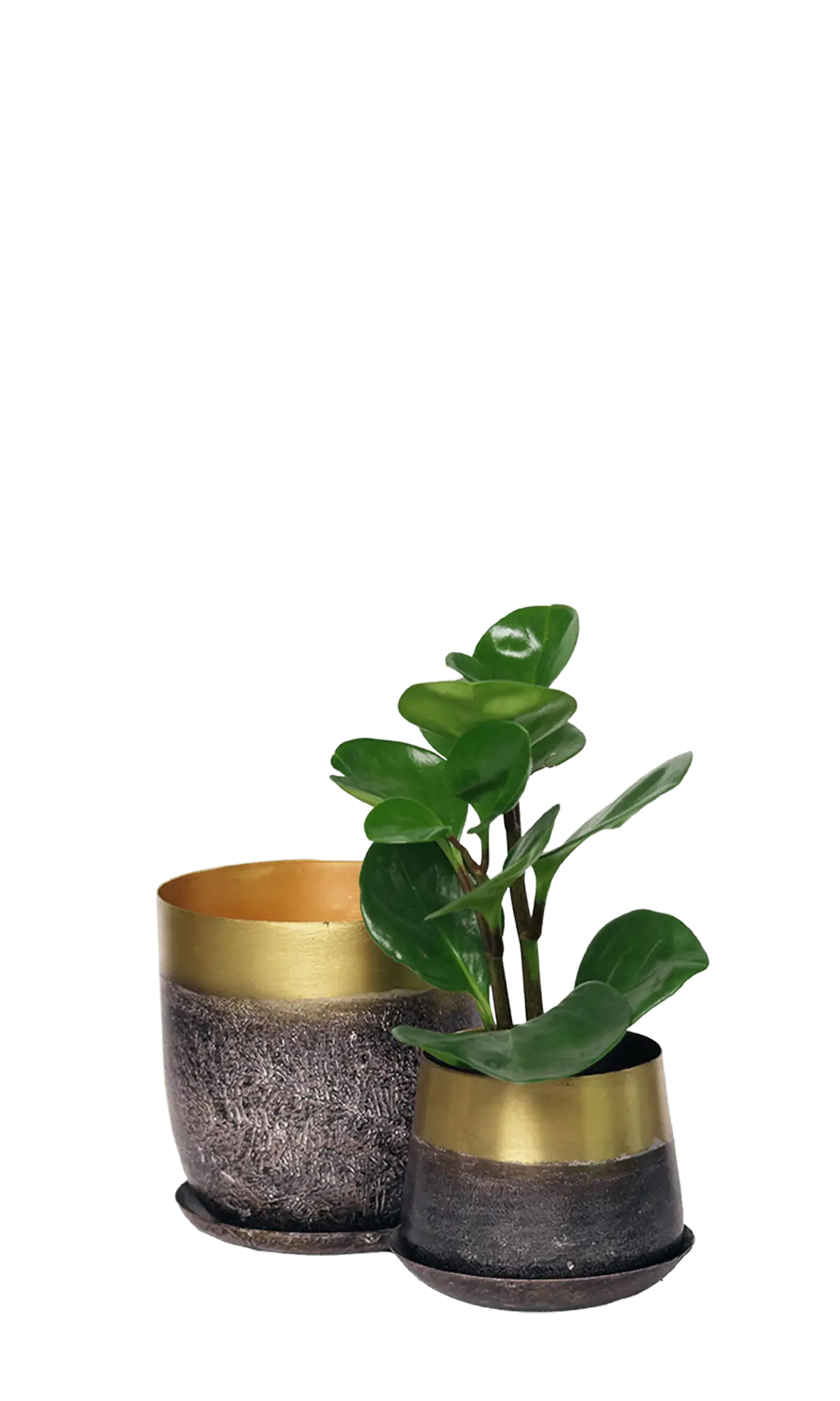 Chive Joe brown and gold metal planters in two sizes, smaller styled with a round-leaf plant.