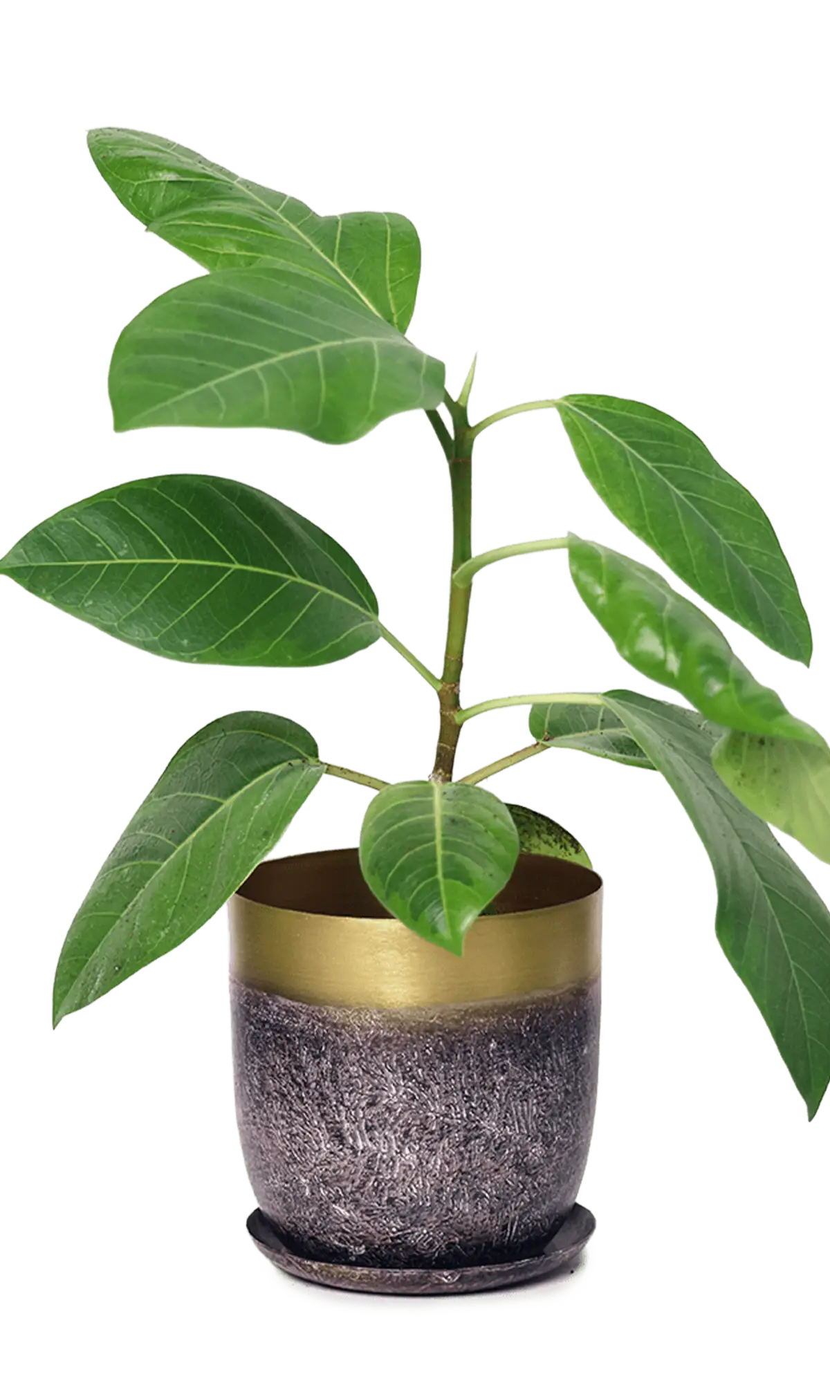 Chive Joe metal planter in brown with a gold rim band and textured finish, styled with a ficus plant.
