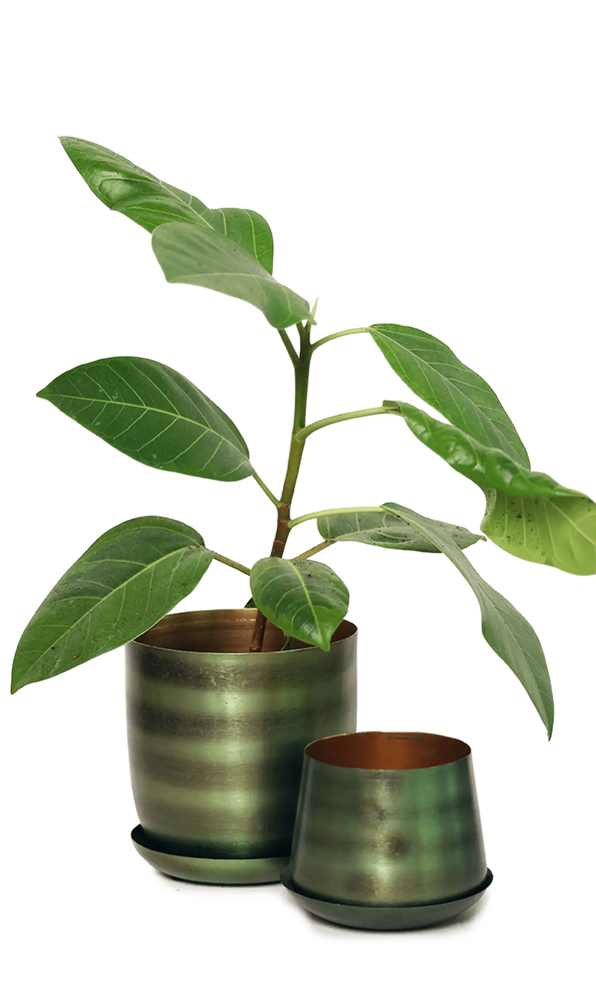 Chive Joe fern brown metal planters in two sizes with brushed olive finish, larger styled with a ficus.