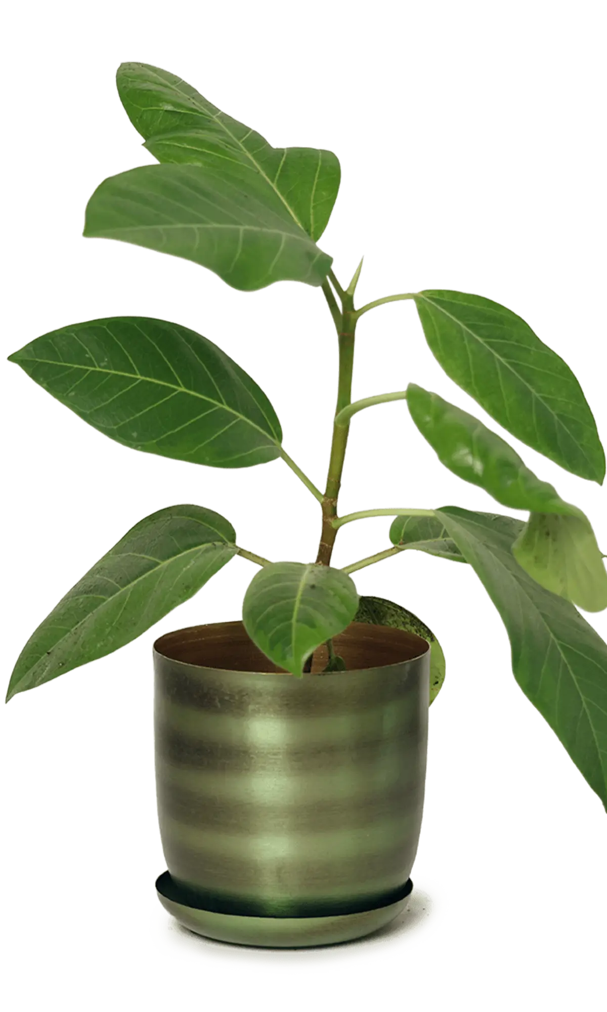 Chive Joe medium metal planter with drainage in fern brown with a brushed olive metallic finish and saucer, styled with a ficus.