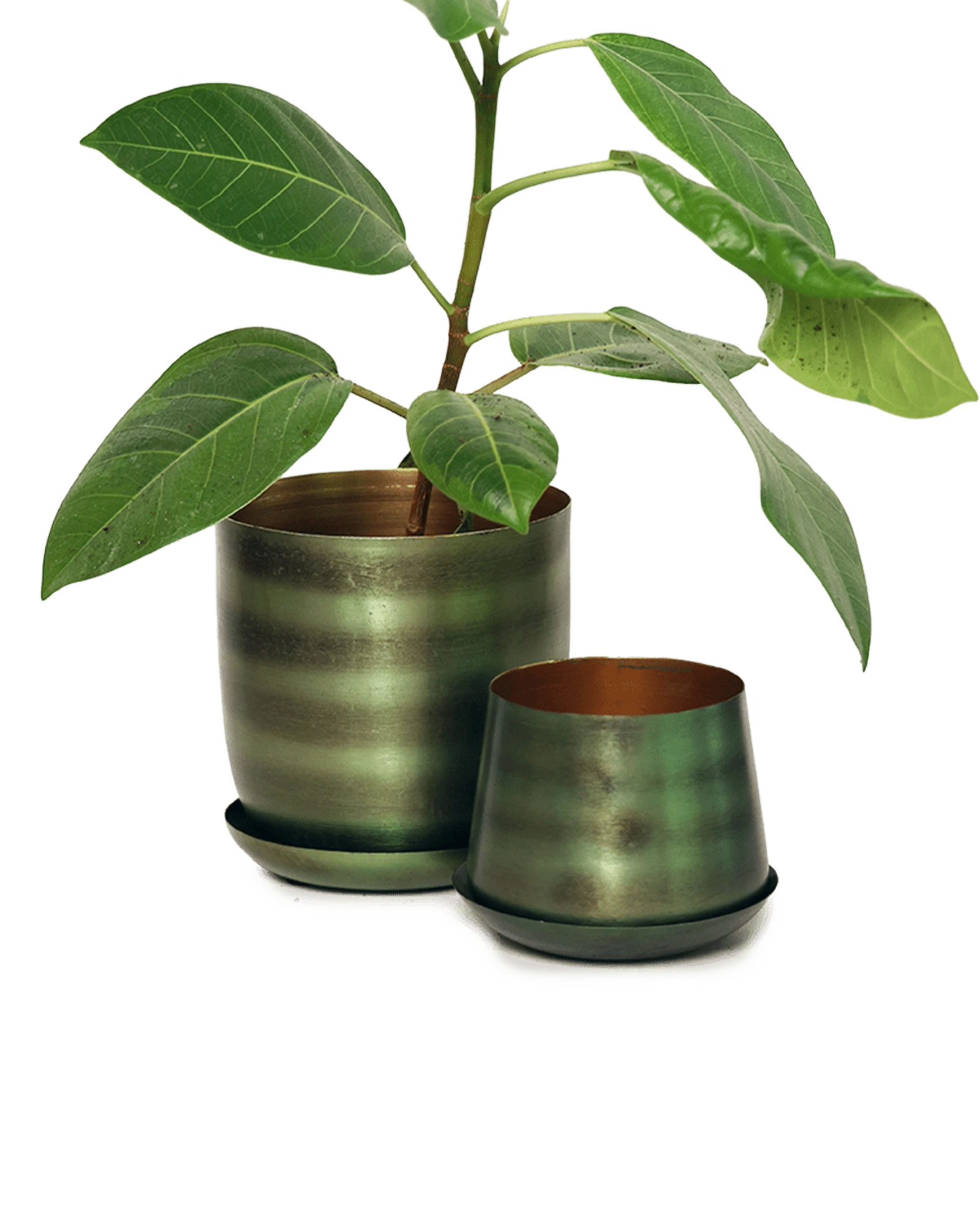 Two Chive Joe fern green brown color metal plant pots with styled with a green plant.