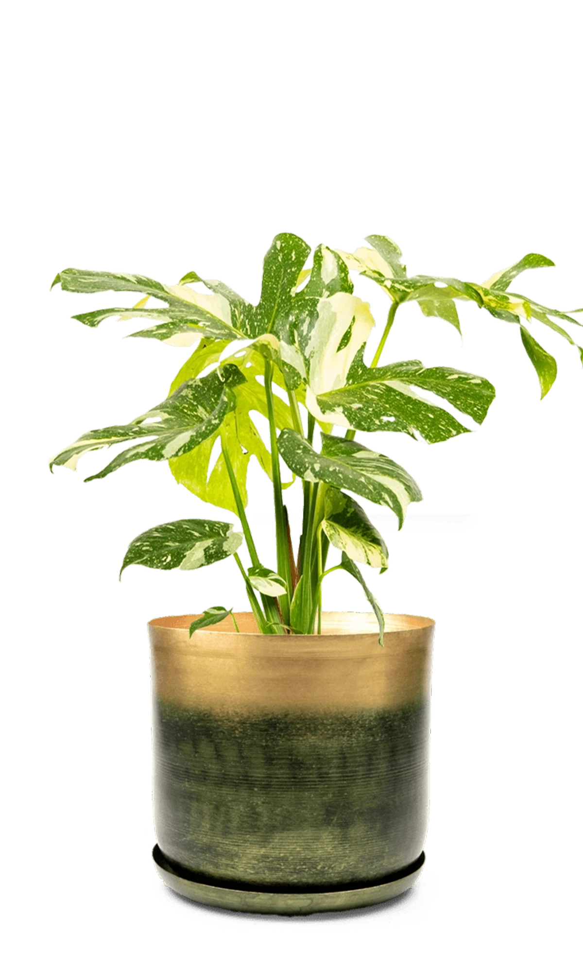Chive Joe large forest gold metal pot with drainage and saucer styled with a monstera plant.