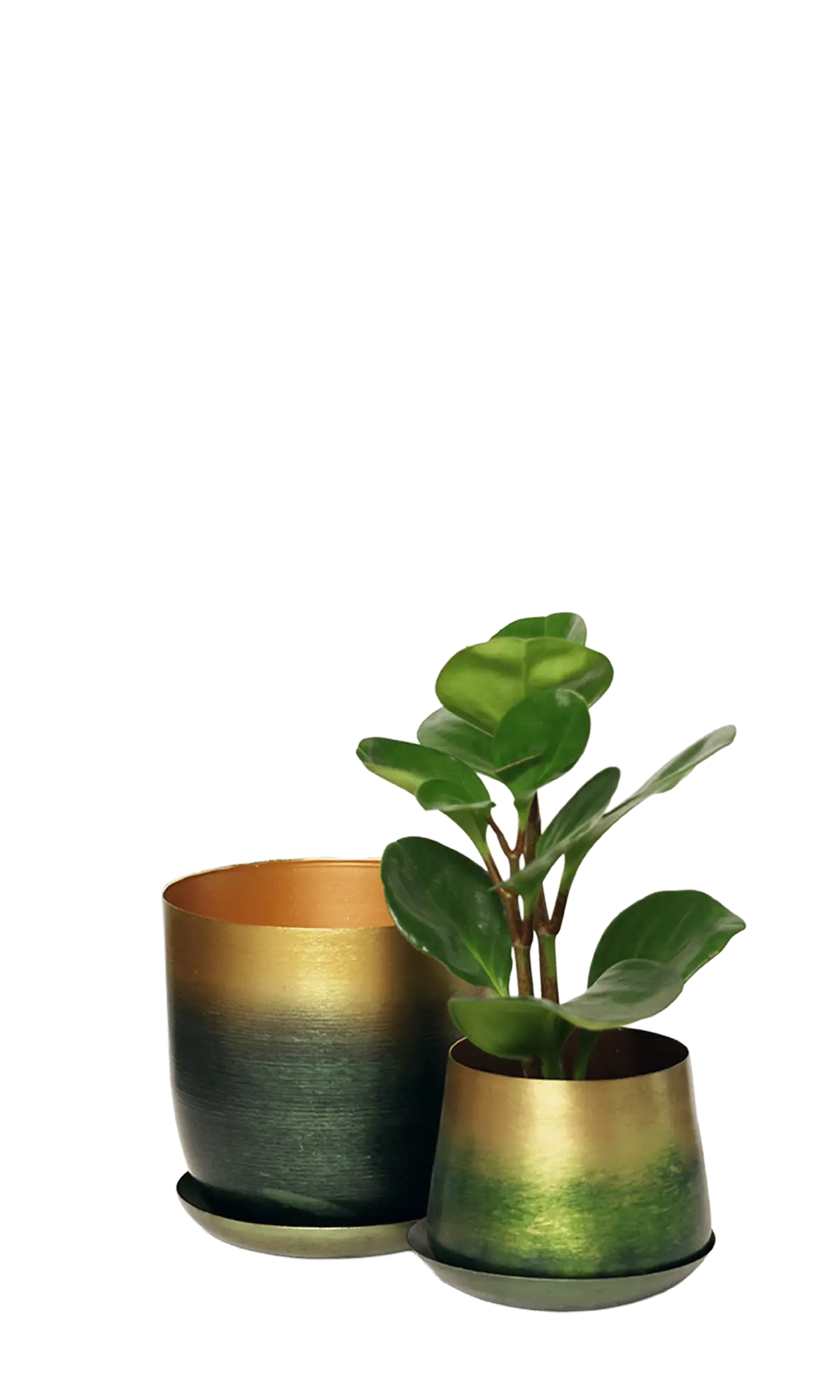 Chive Joe forest gold metal planters in two sizes with green to gold gradient finish, smaller styled with a clusia.