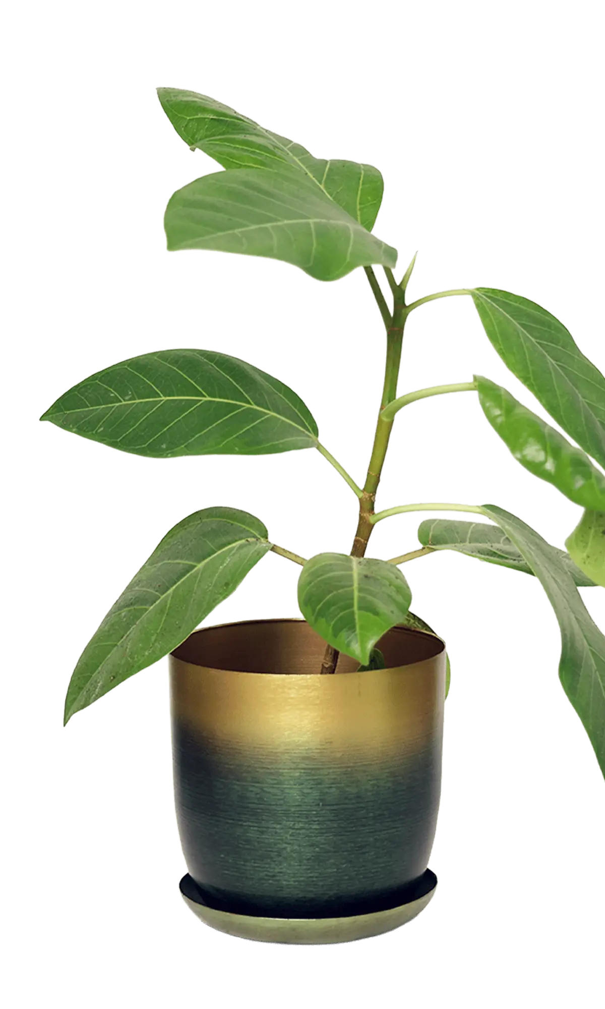 Chive Joe forest gold medium metal planter with gradient finish, with drainage and detachable saucer, styled with a plant.