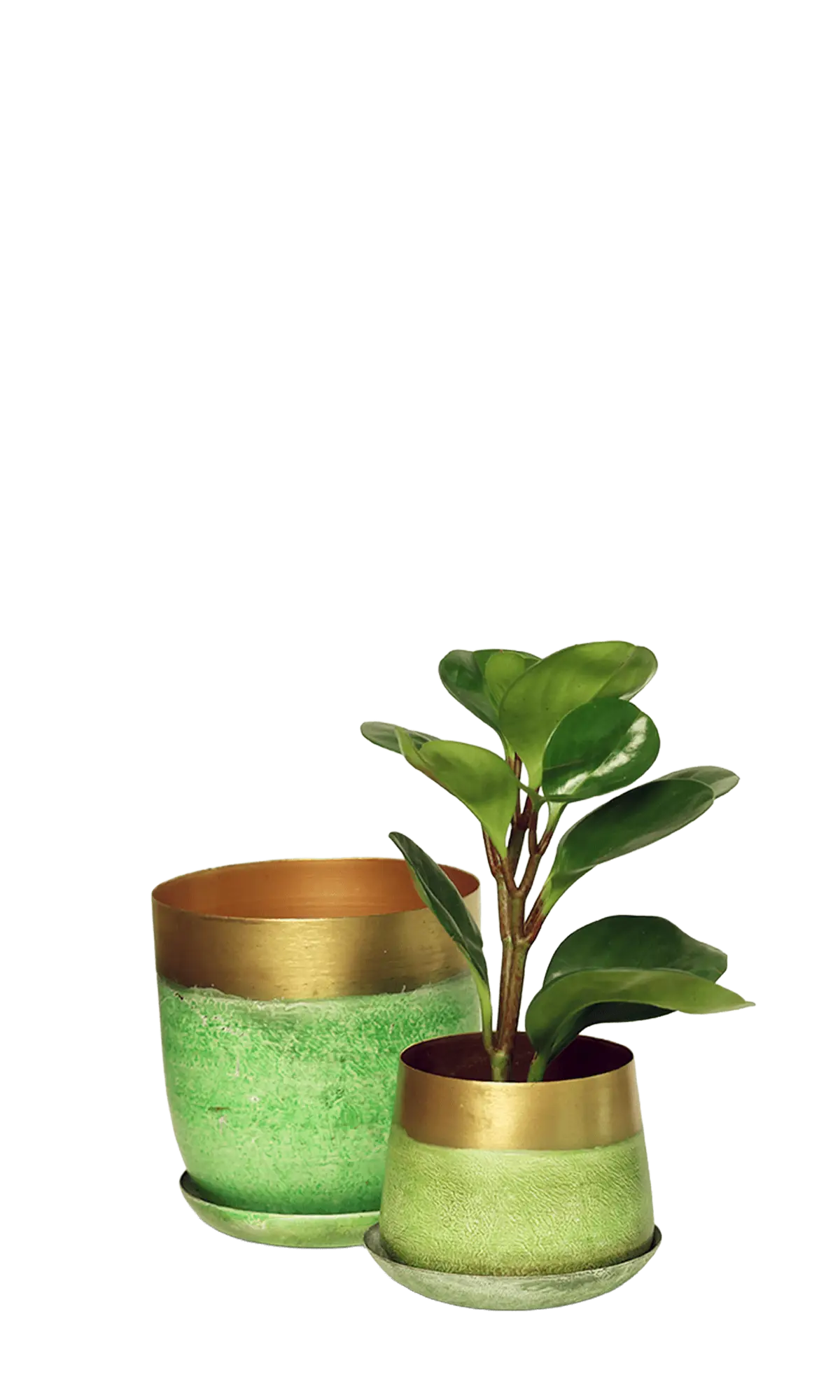 Chive Joe green gold metal medium and small planters with drainage hole and detachable saucer styled with a plant.