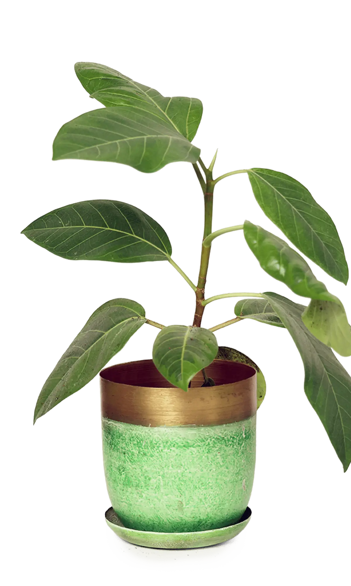 Chive Joe green gold metal medium plant pot with drainage hole and detachable saucer styled with a plant.