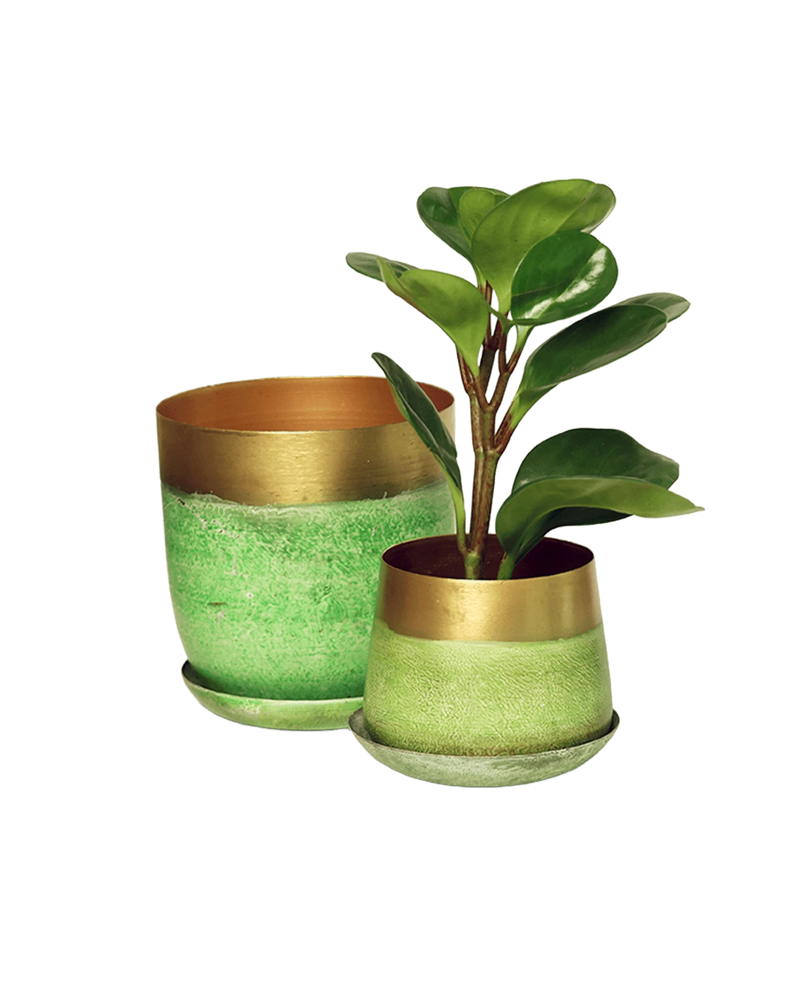 Two Chive Joe green gold color metal plant pots with styled with a green plant.